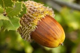 Forever loyal to Team Acorn!