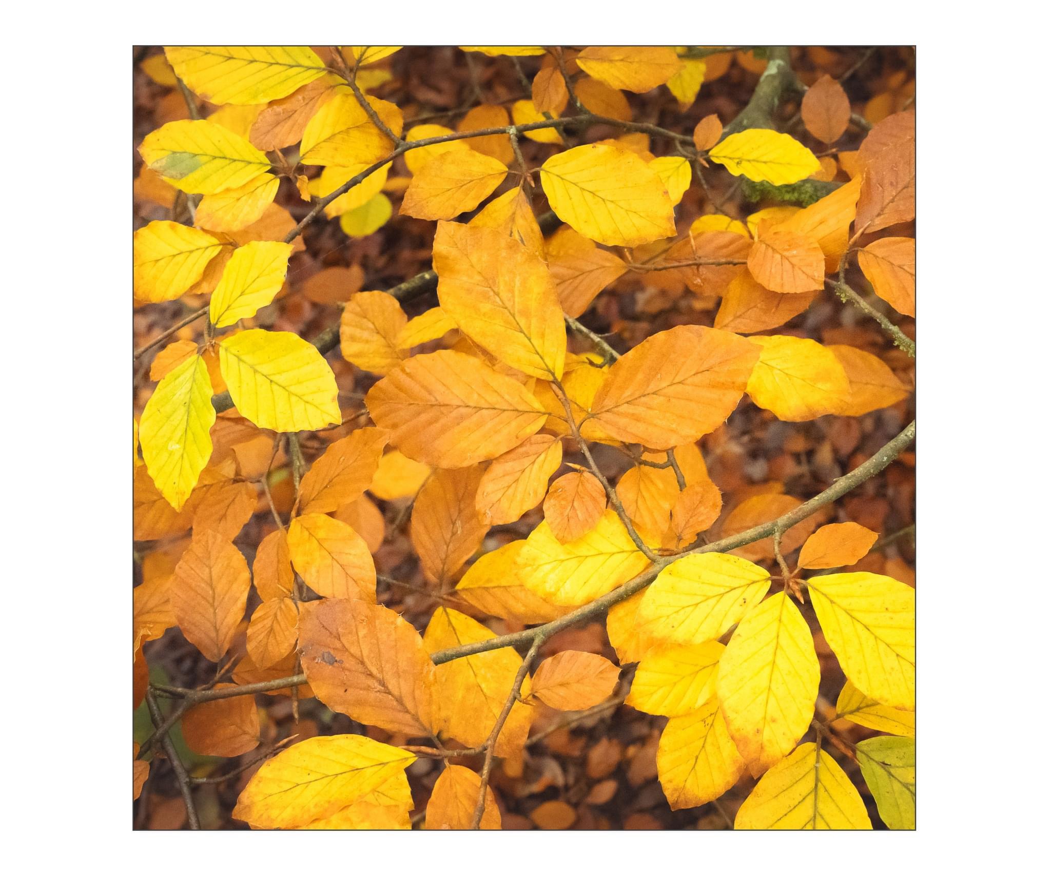 Nature's Beauty: The Golden Leaves of Autumn