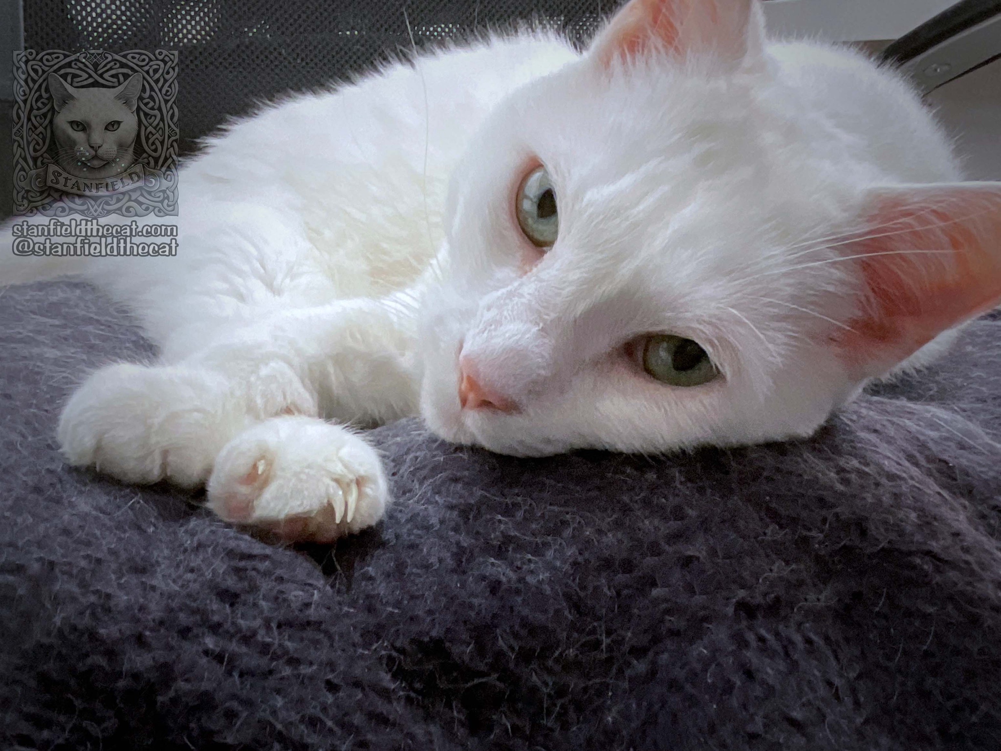 Celebrating Caturday with Joyful Felines!