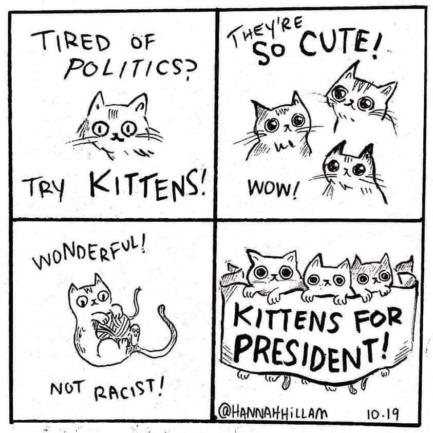 Kittens for President: The Cutest Campaign Ever!