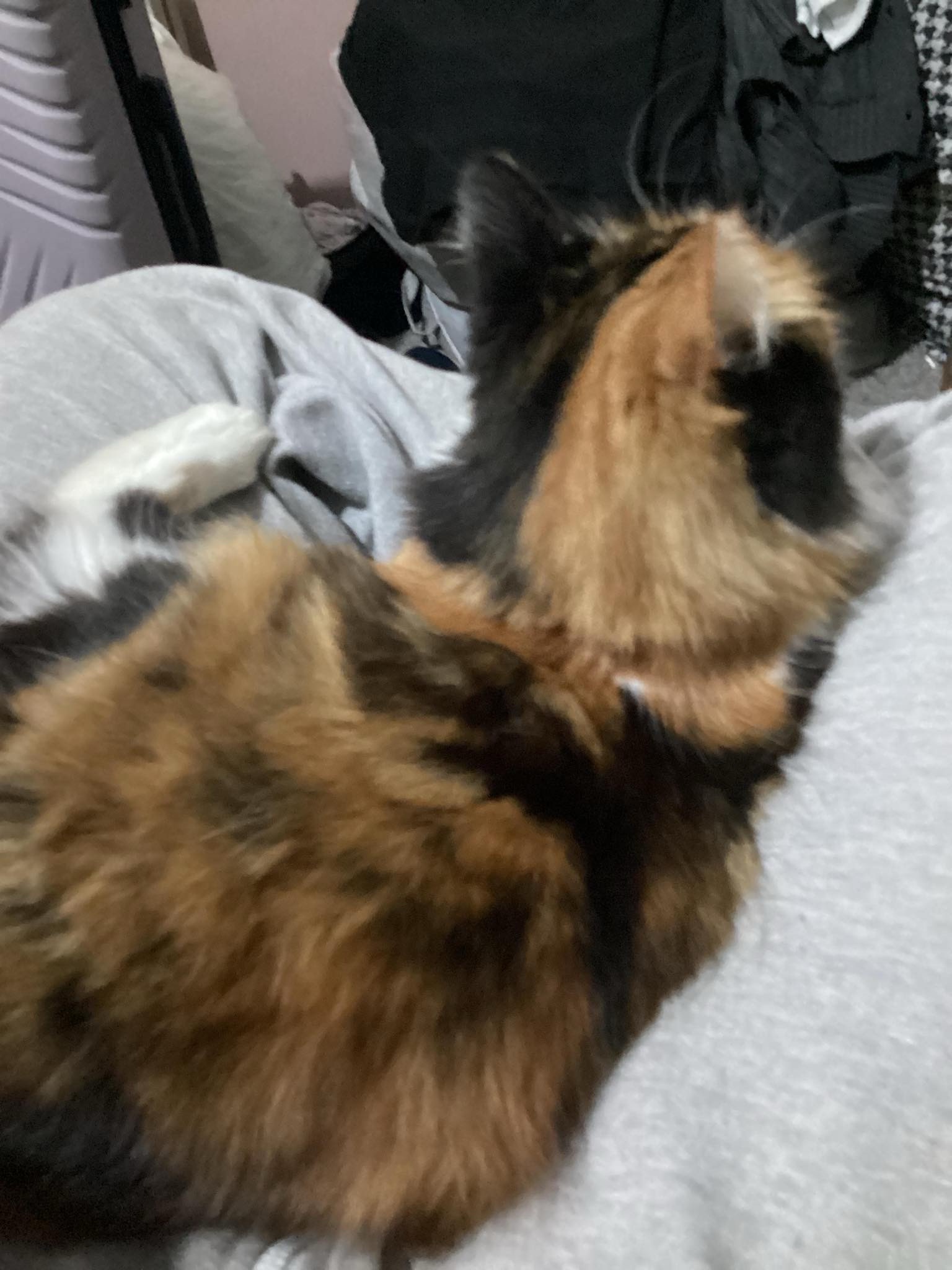 A Heartfelt Ode to My Beloved Kitty Cat by Parry Gripp