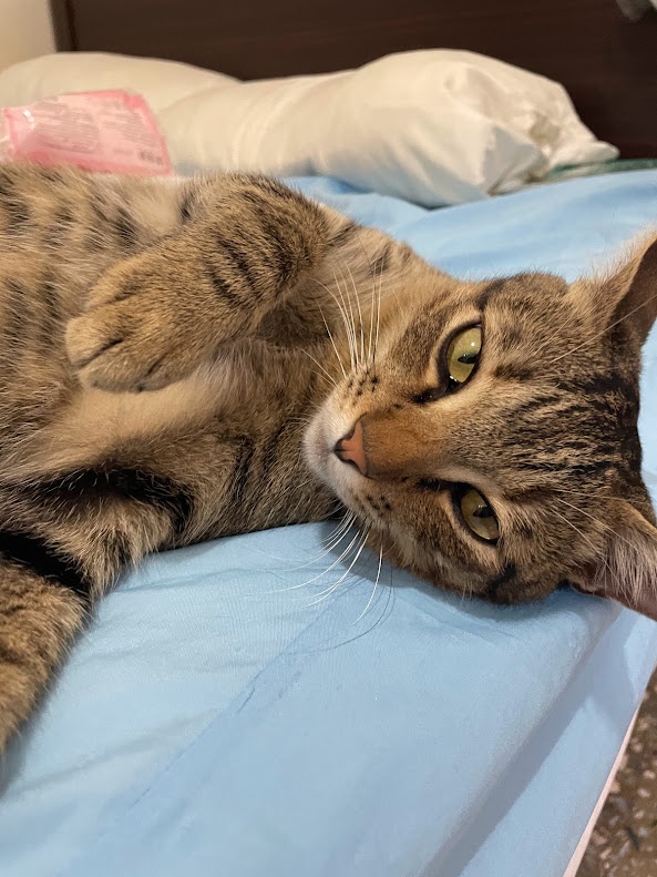 Adorable Cat Moments