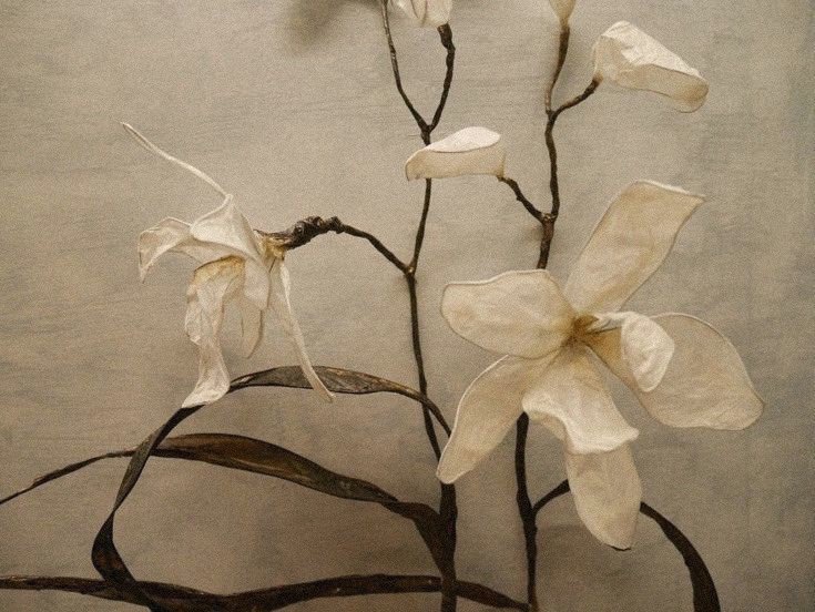 A Beautiful Blooming Flower