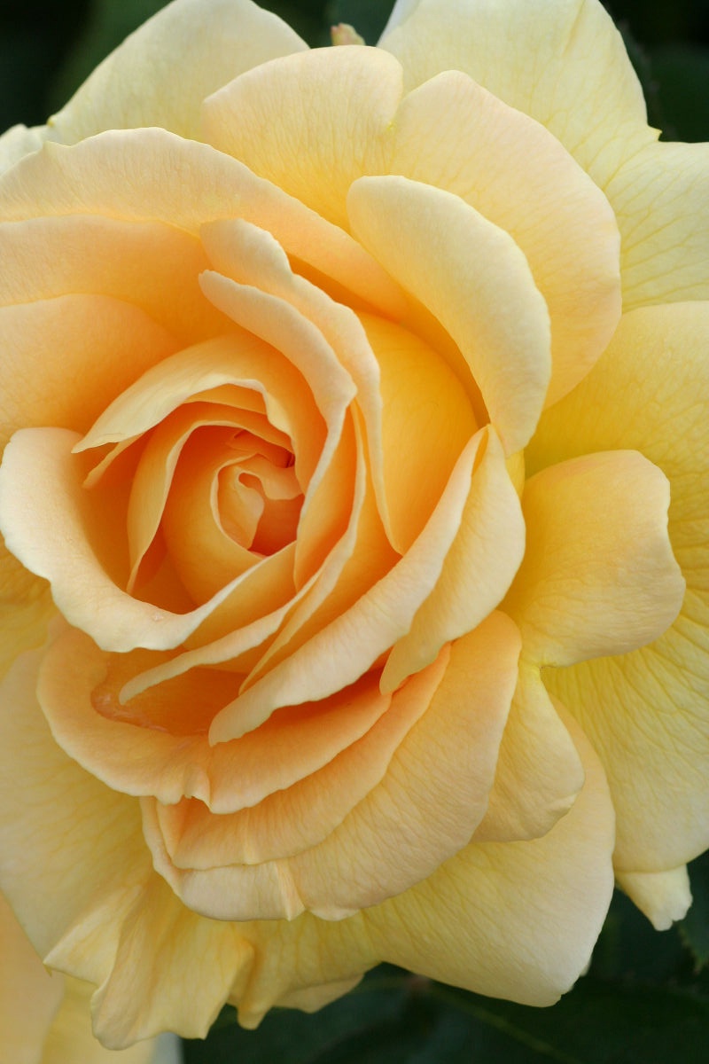 A Glimpse of the Keisei Rose Garden in May 2013