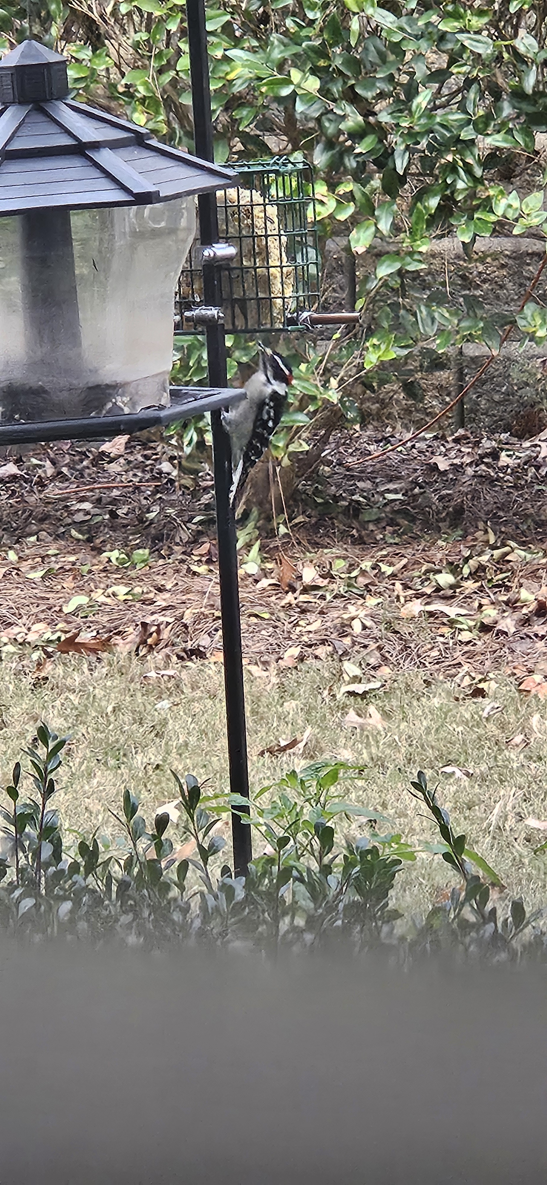 Meet the charming Little Downey Woodpecker.