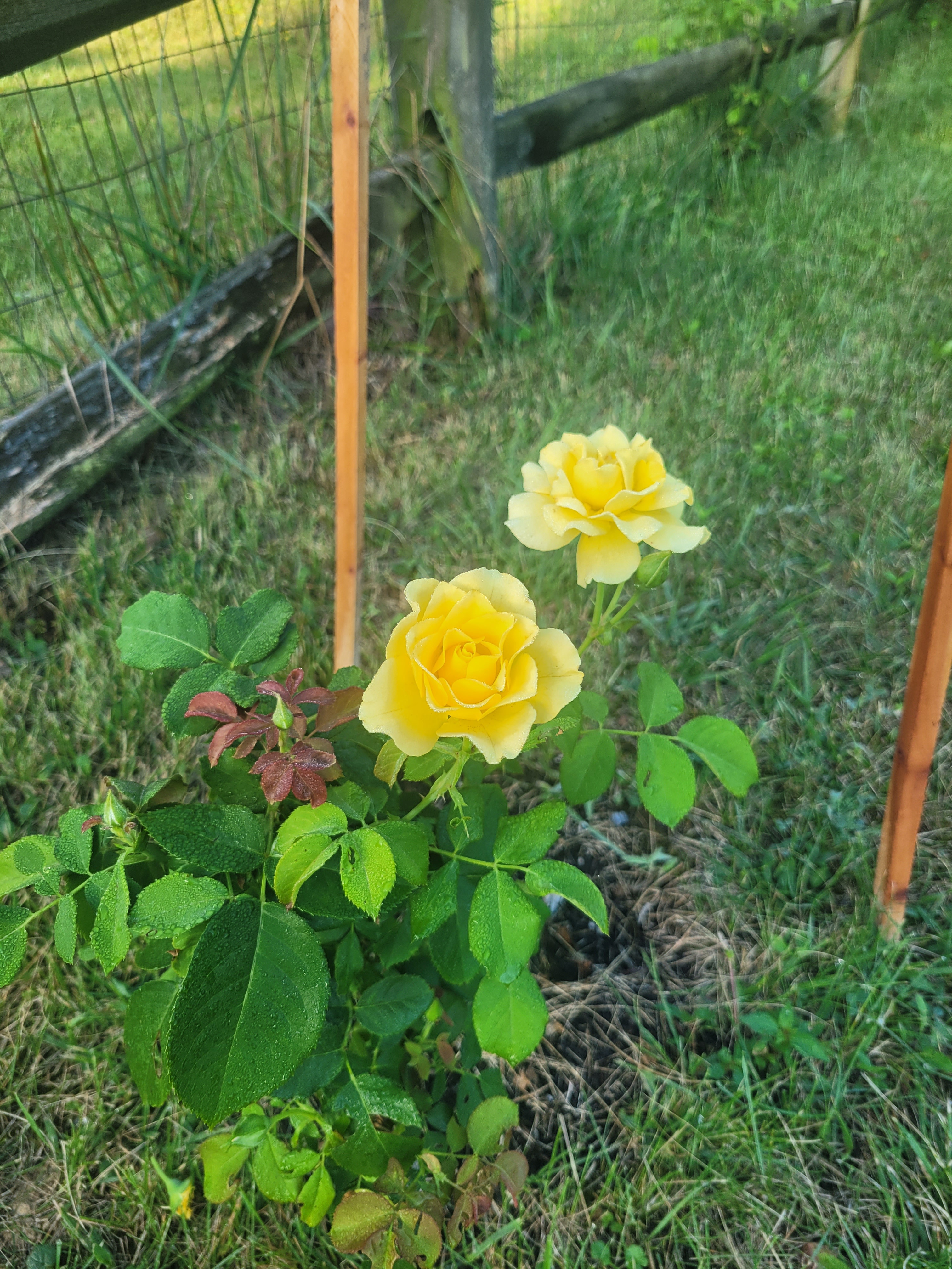 My Favorite in the Garden: The Charming Sunshine Roses Bush