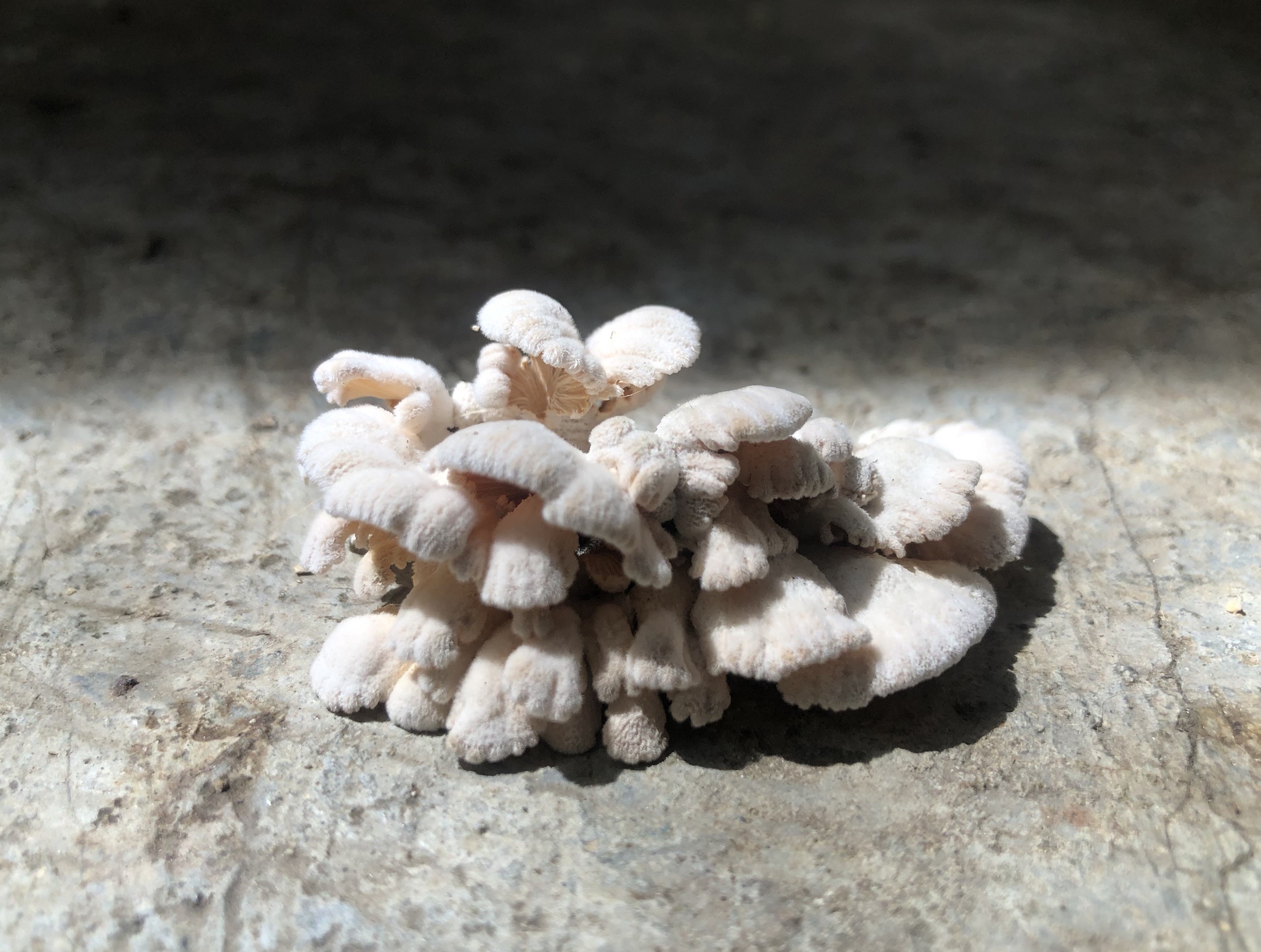 Mushroom Madness!
