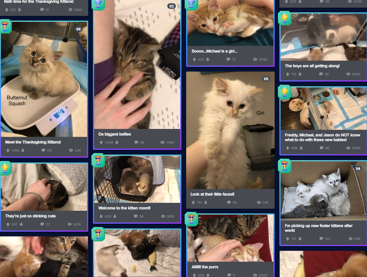 Celebrating My Cakeday with Something Truly Special