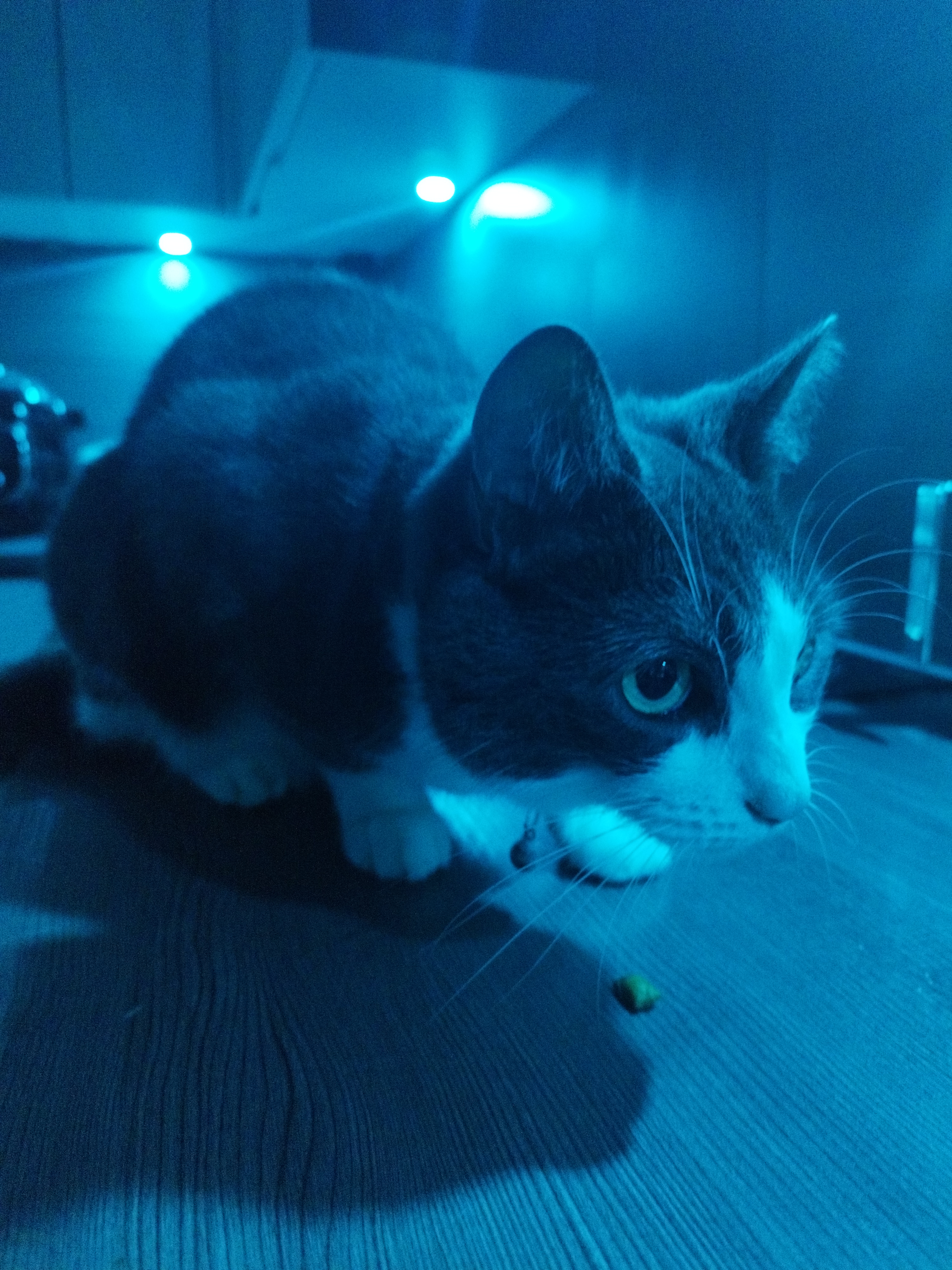 Meet my cat Luna :3 (17 years young and exploring the kitchen this time >:] )