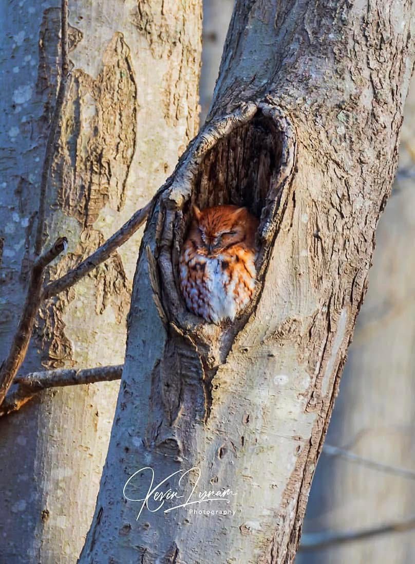 The Enigmatic Screech Owl