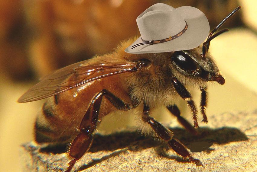 Adorable Bees Rocking Their Stylish Hats