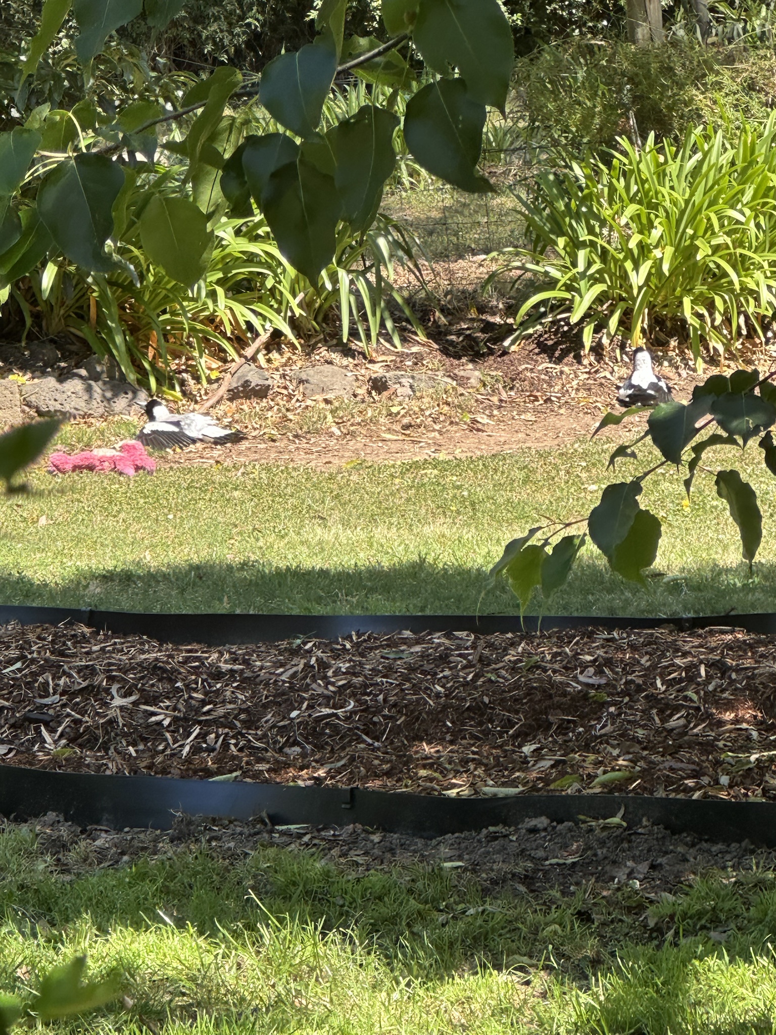 A Pair of Magpies Enjoying the Sunshine Together