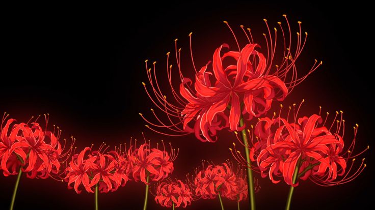 The Enigmatic Beauty of the Spider Lily