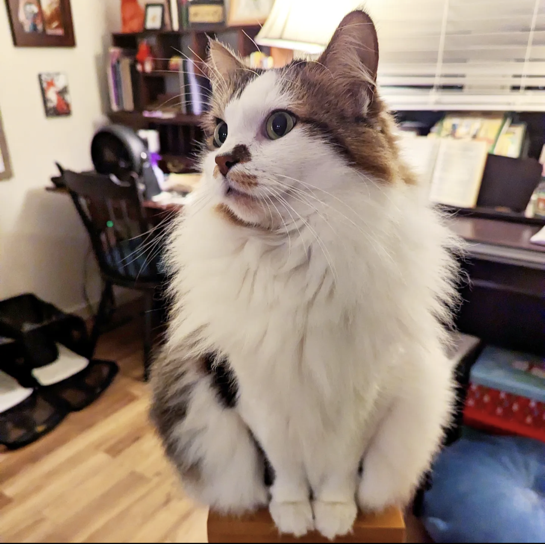 Adorable Floof Alert!