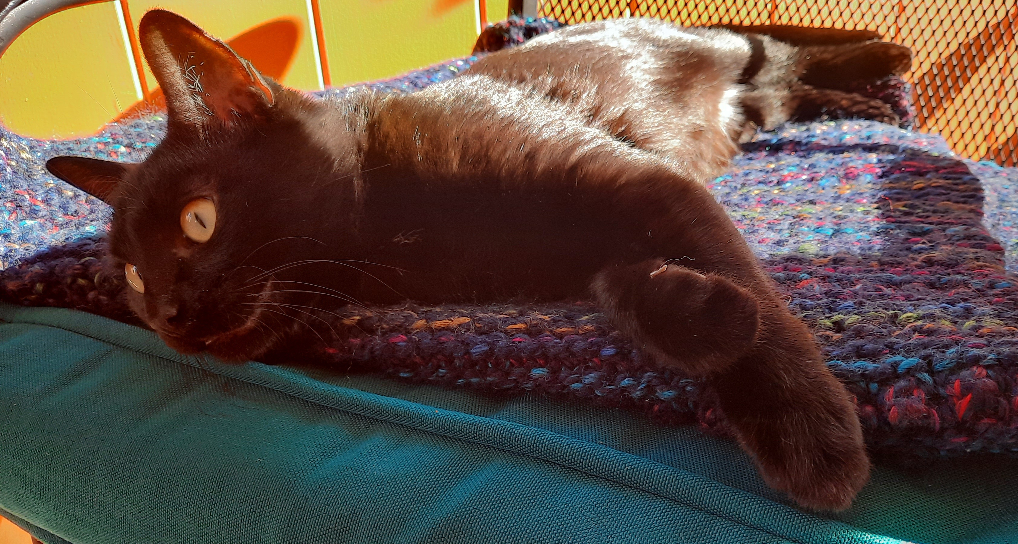 Princess Pickles Charging Up Her Solar Power