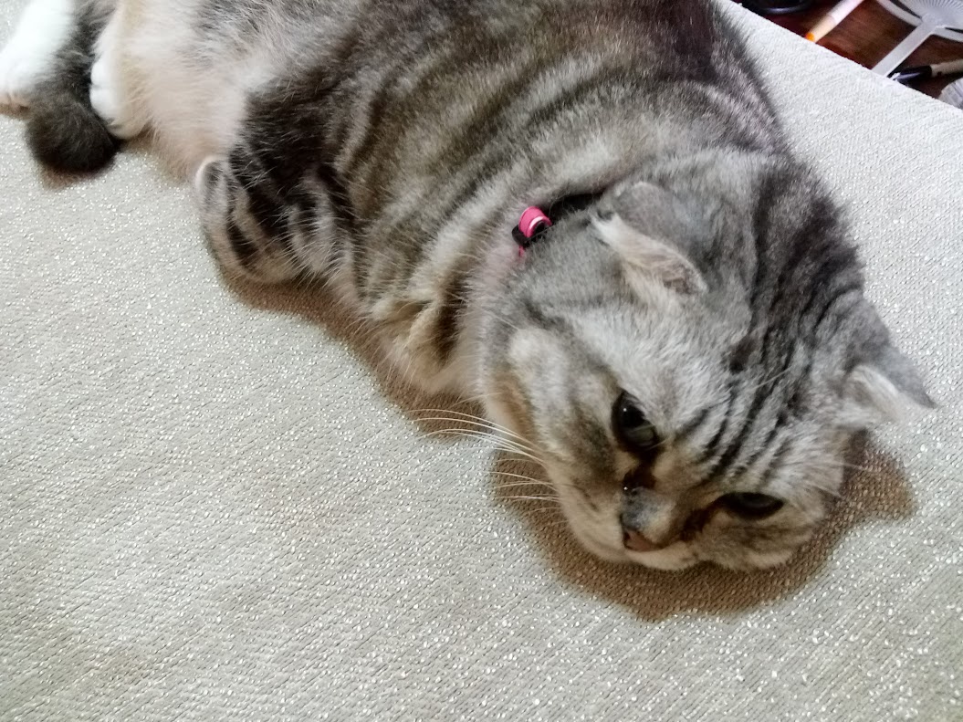 Another Adorable Cat