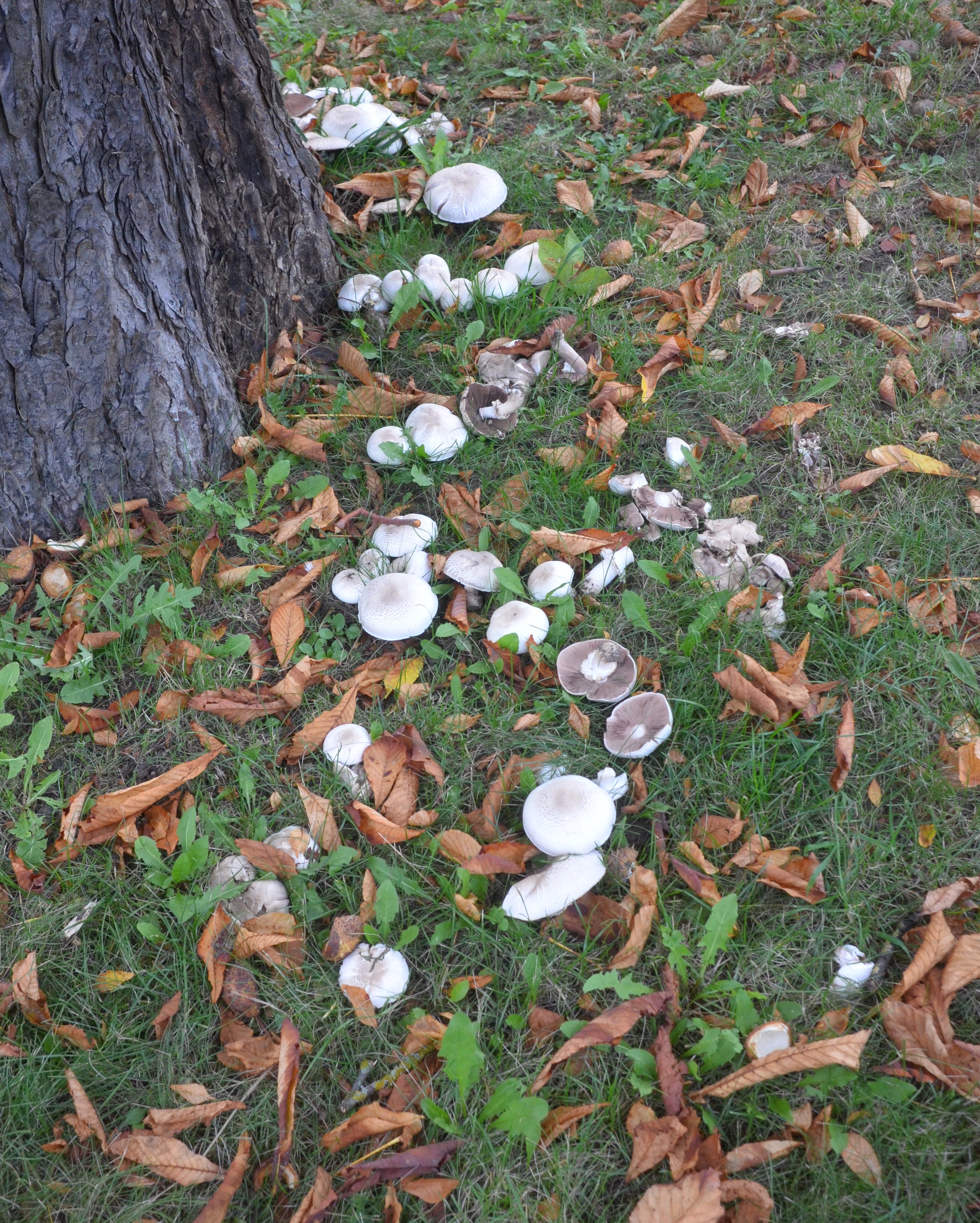 A Day in the Life: October 3, 2024, Featuring Mushrooms