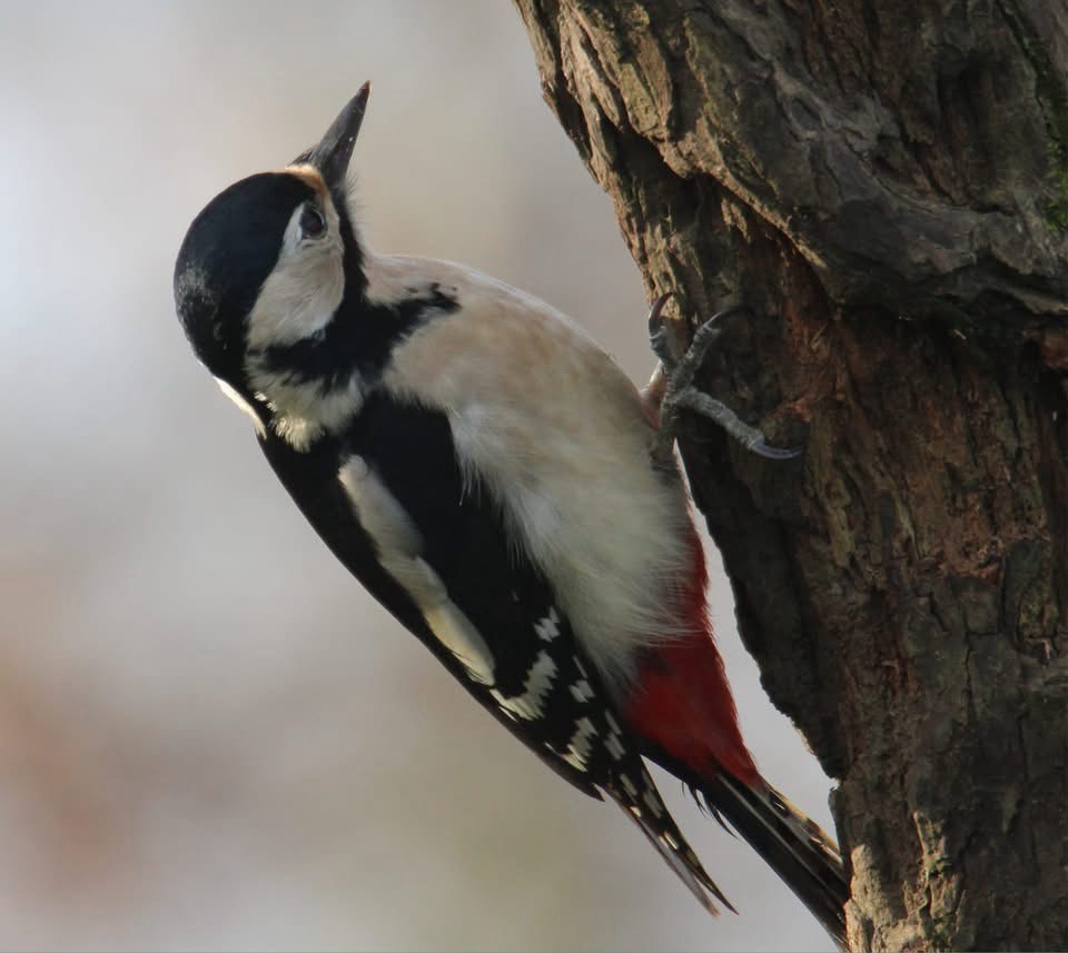 The Woodpecker Chronicles
