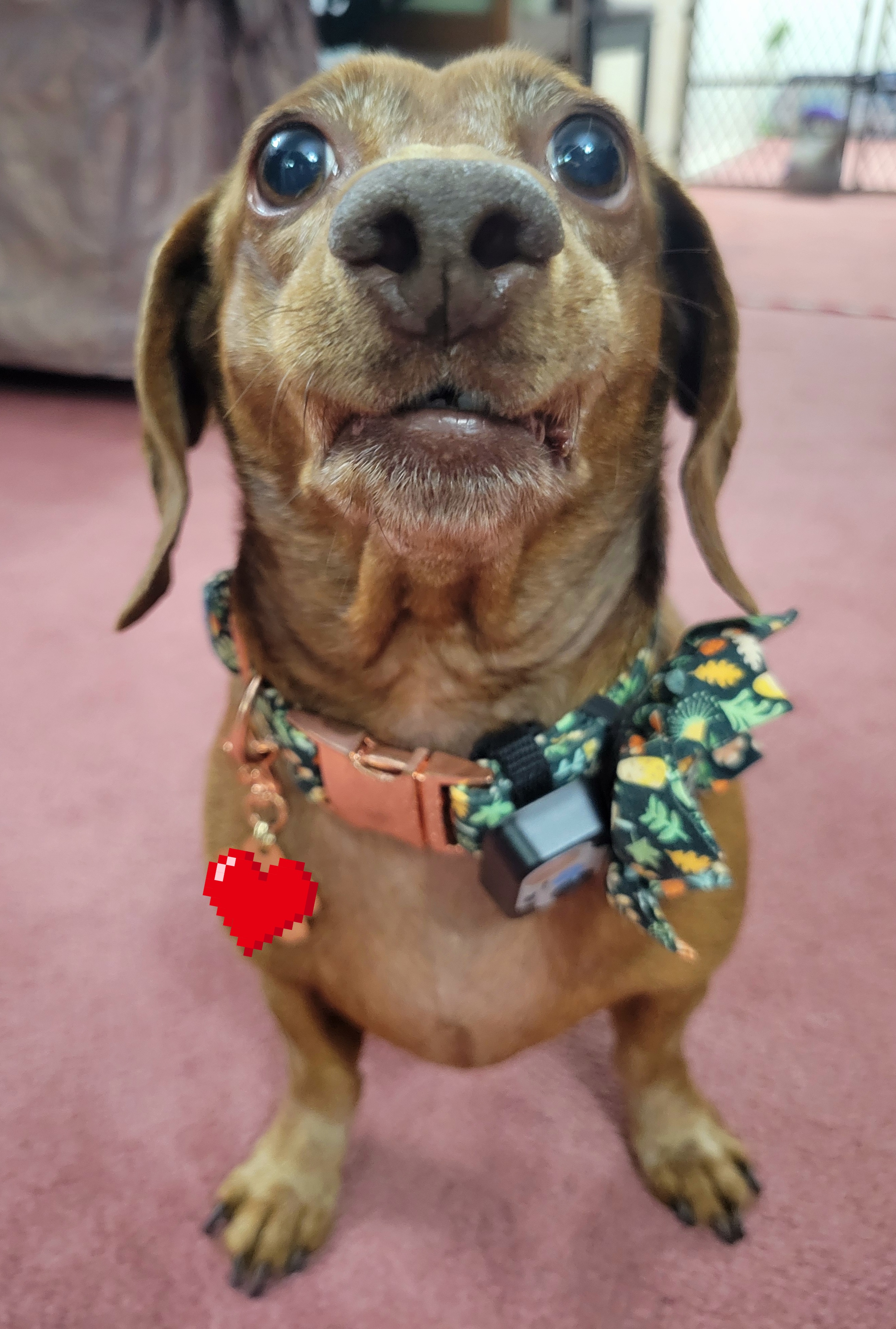 Say Hello to My Adorable Pup, Tiger Lilly #697
