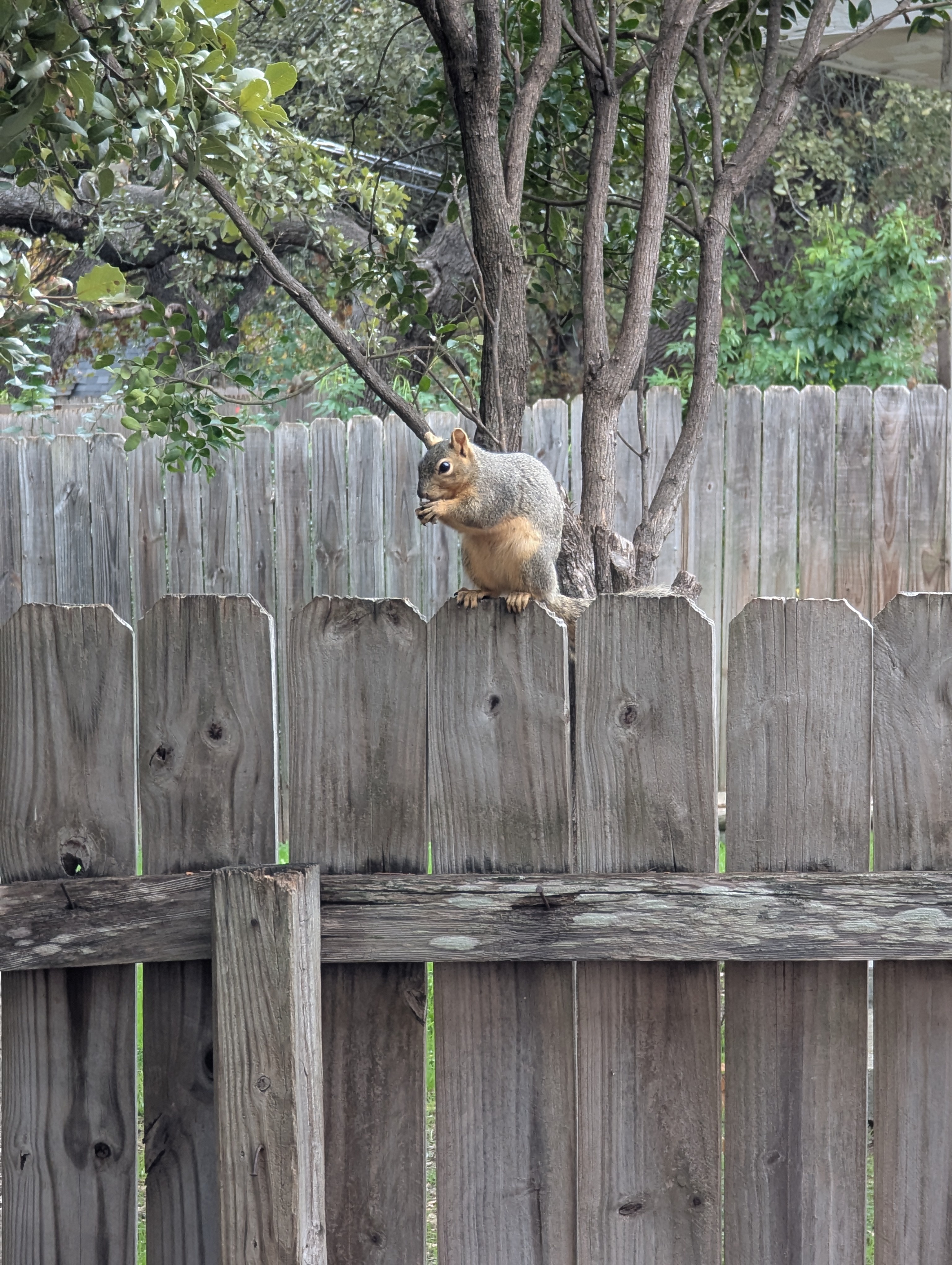 Just a squirrel on a mission for a nut