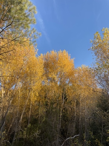 Embracing the Beauty of Autumn