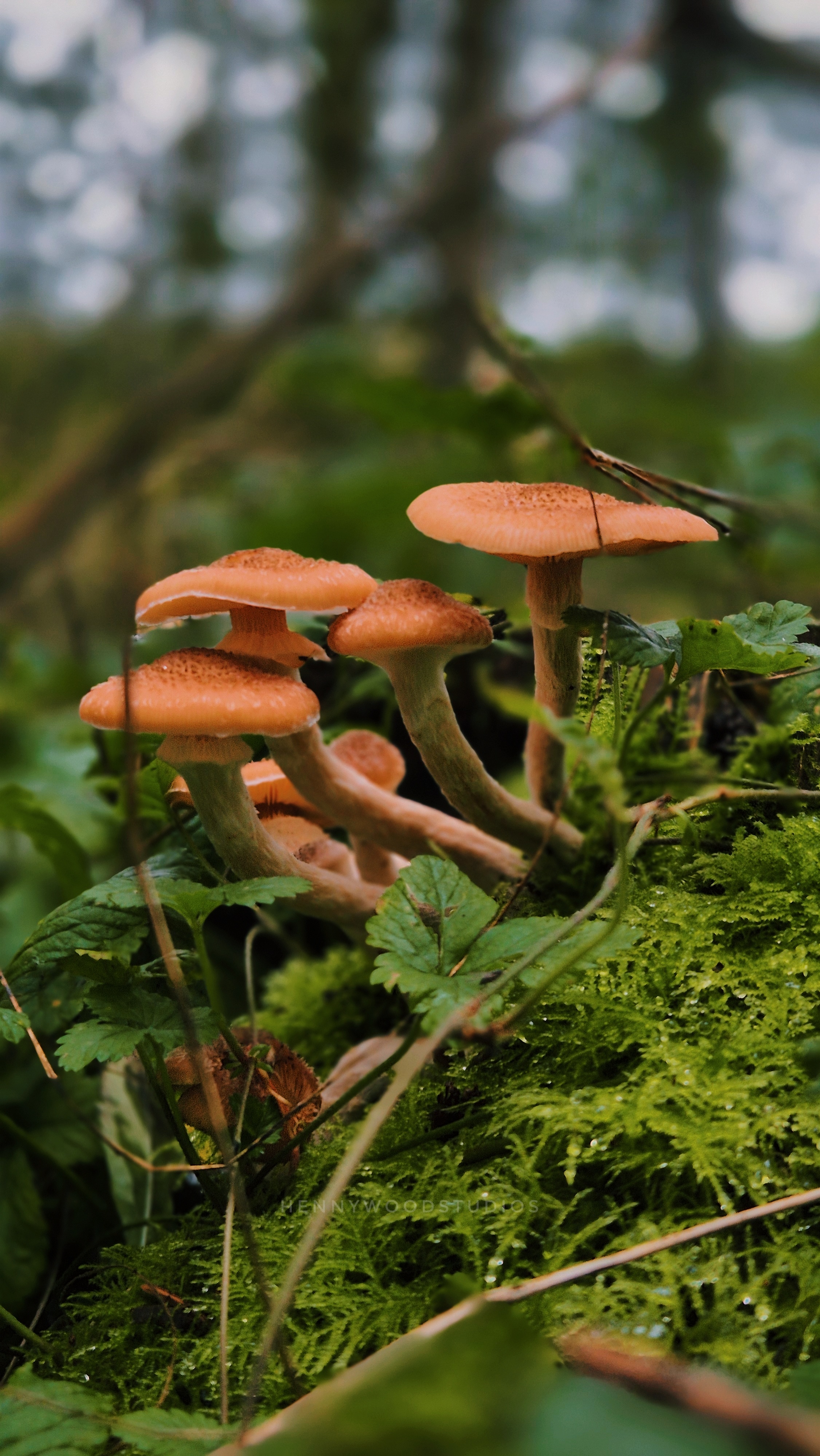 Mushroom Photography: Capturing Nature's Fungi #2