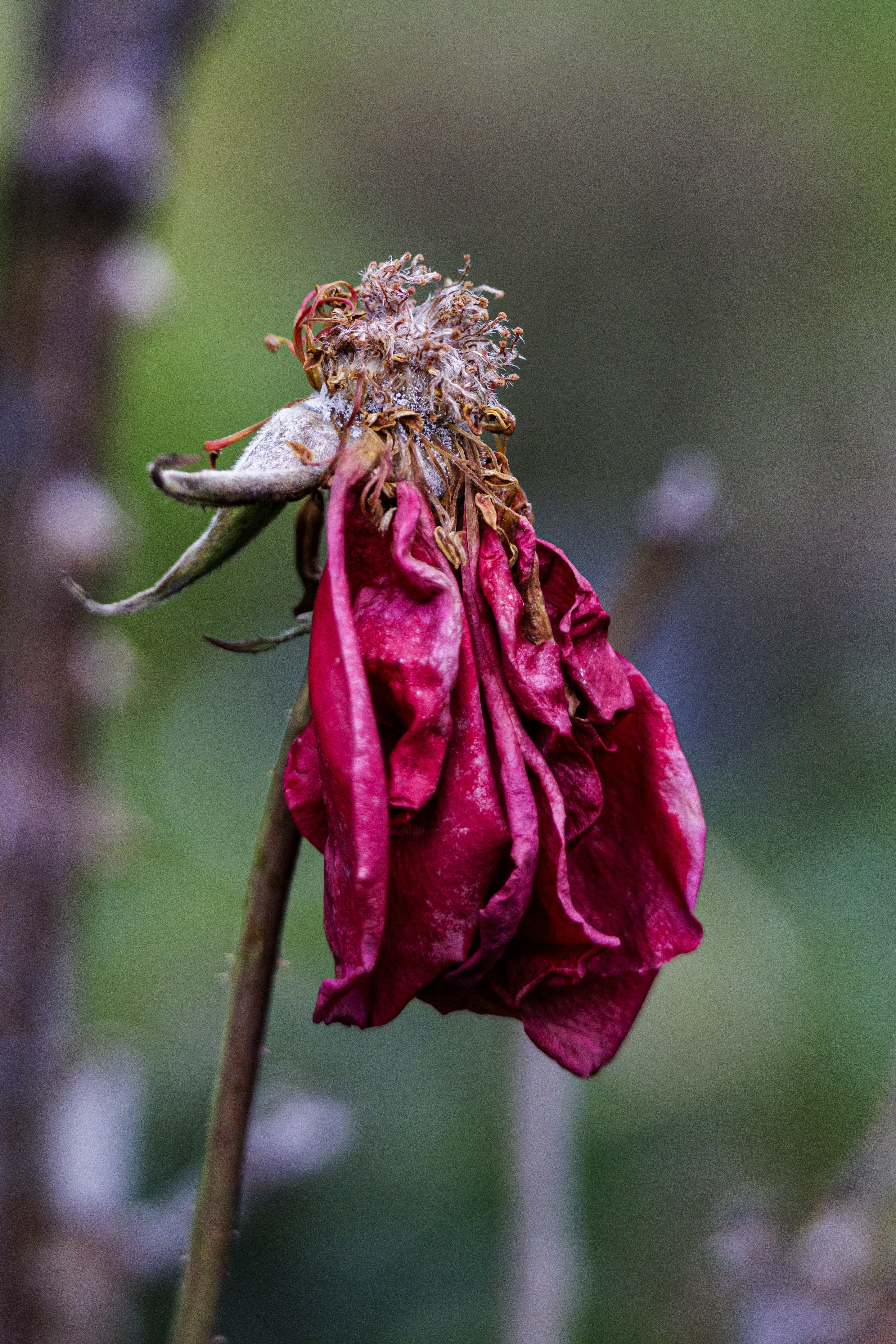 Nature Moment of the Day #51: Rose Update