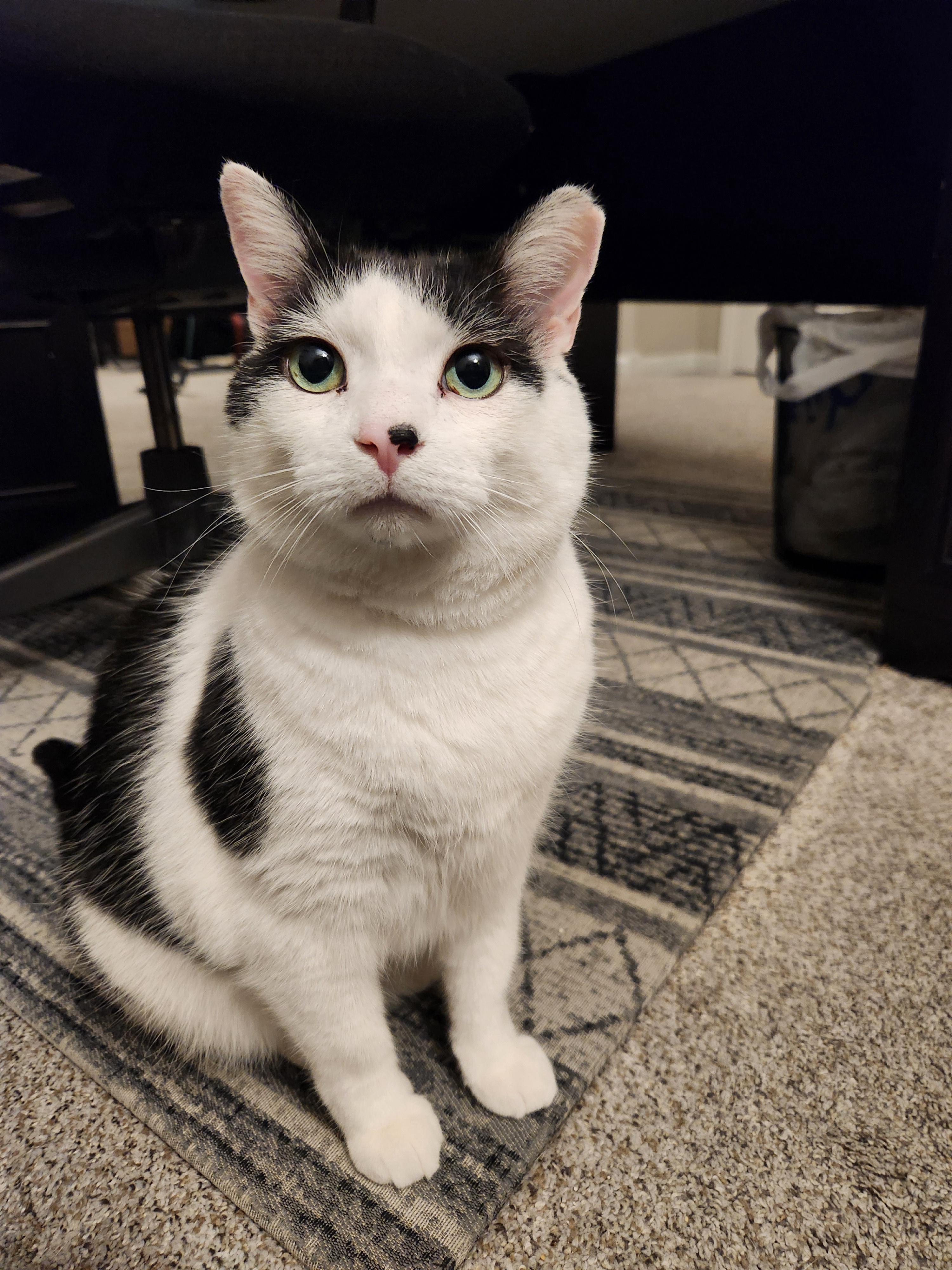 Oreo Wishing You a Wonderful Day!