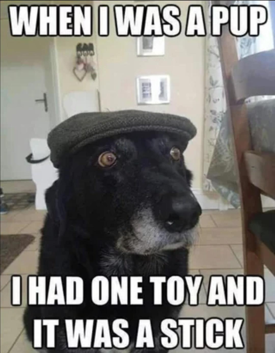 A Collection of Stolen Animal Memes on My Phone