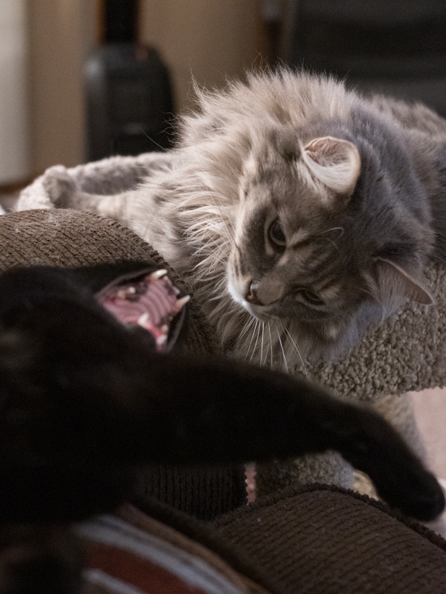 Teef: The Cutest Little Grins