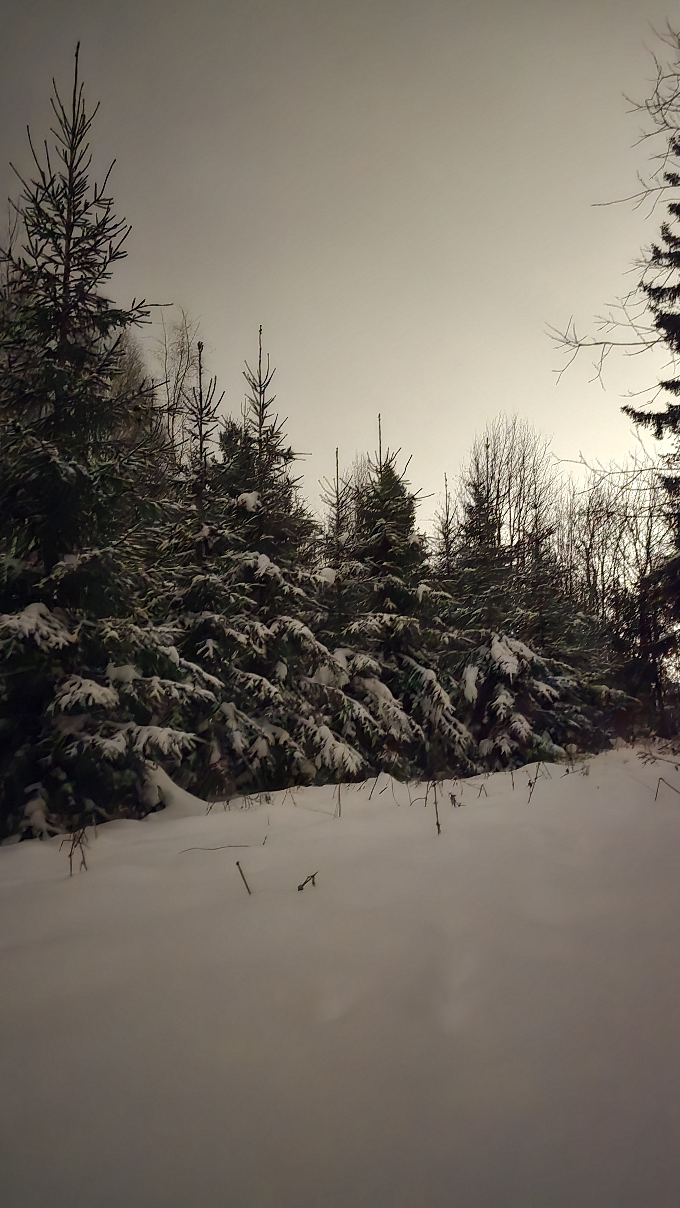 The Enormous Tree That Stole the Show