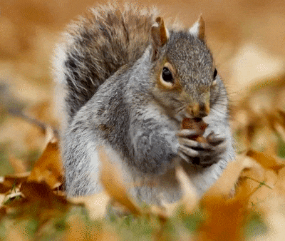 Acorns are the ultimate champions!