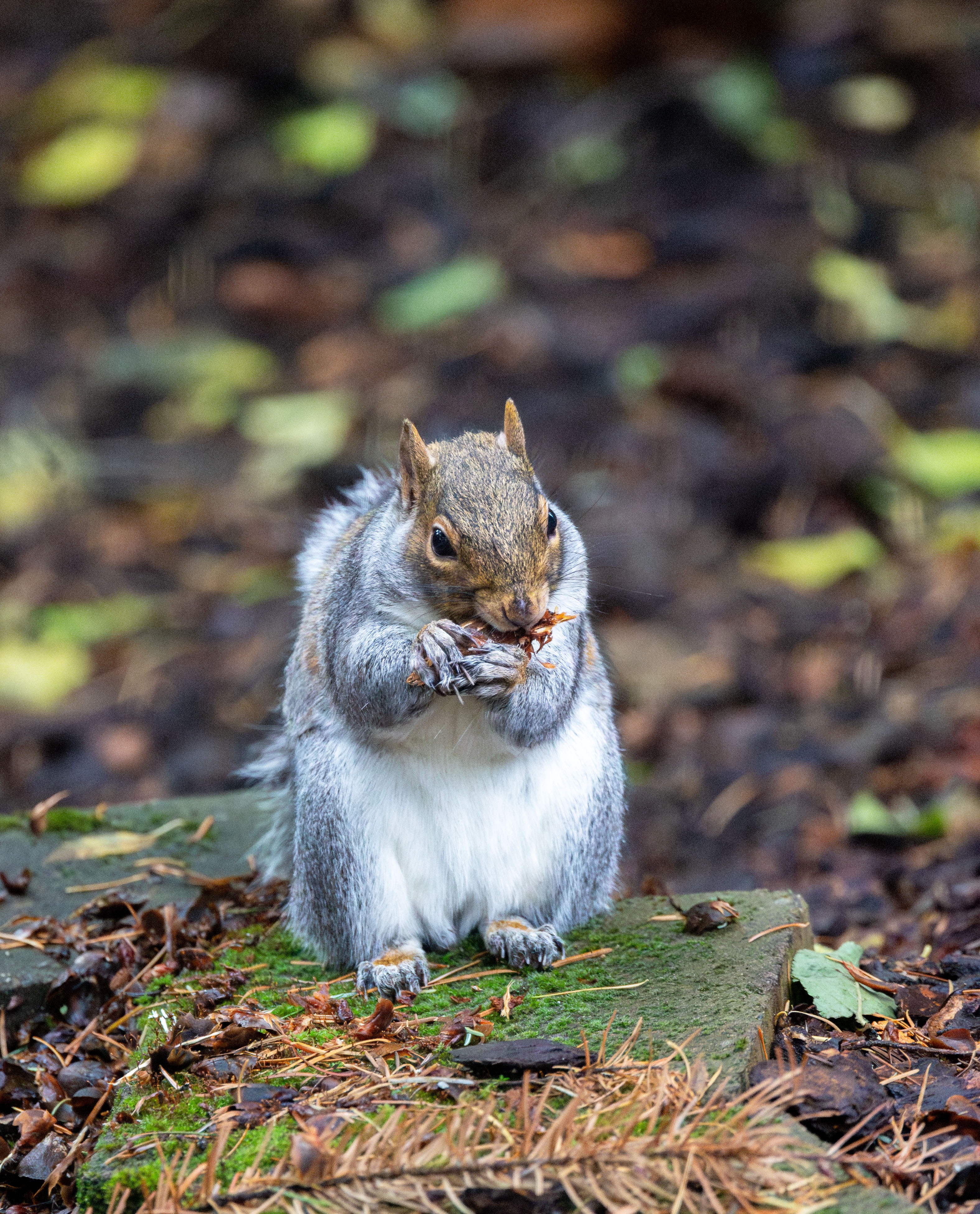 Earl the Squirrel enjoying his favorite pine cone snack