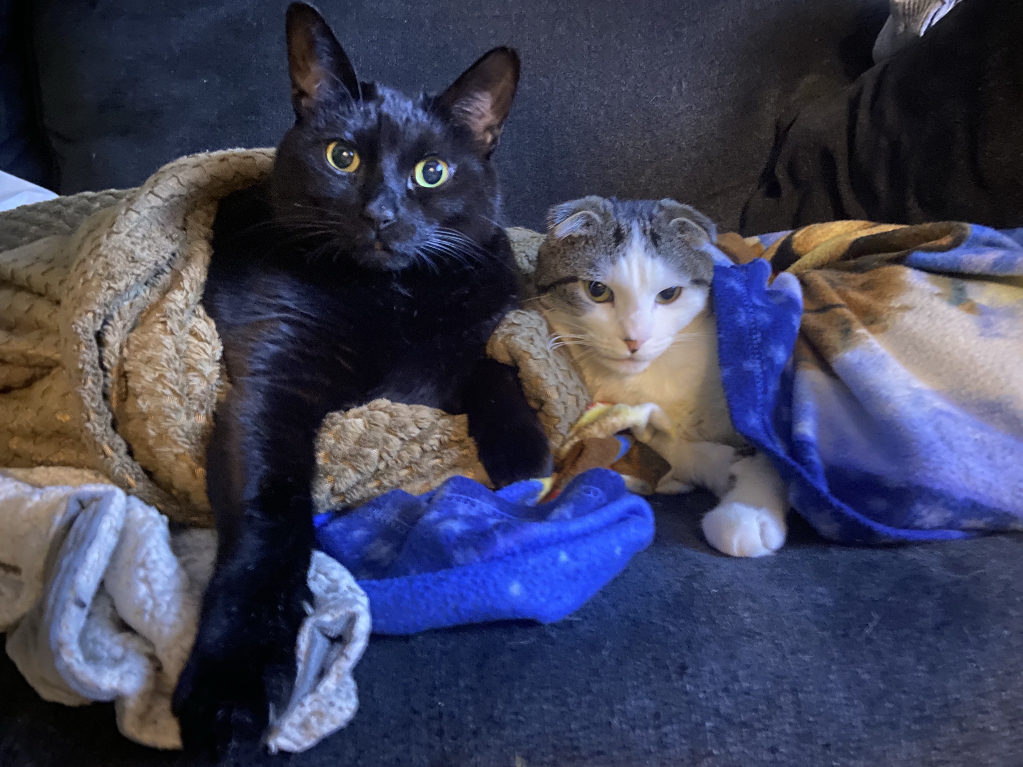 The Cuddle Crew: Masters of Comfort