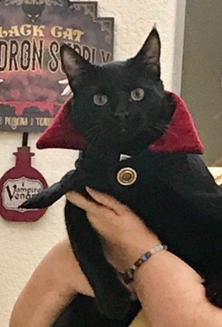 Check Out My Friend's Adorable Cat!