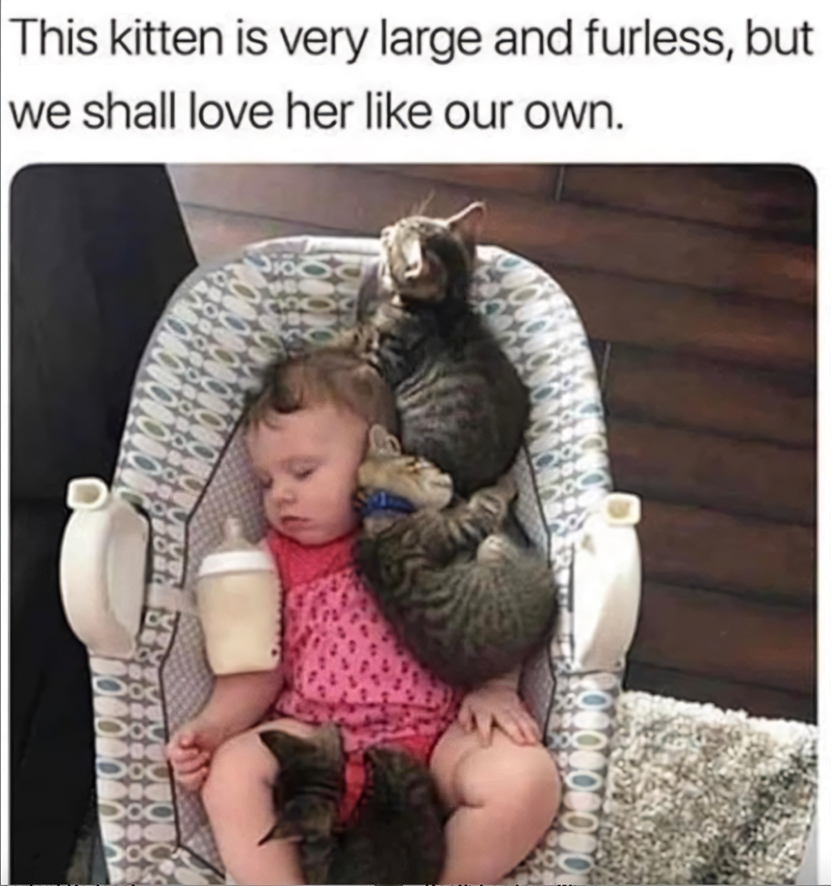 Adorable Kittens Galore!
