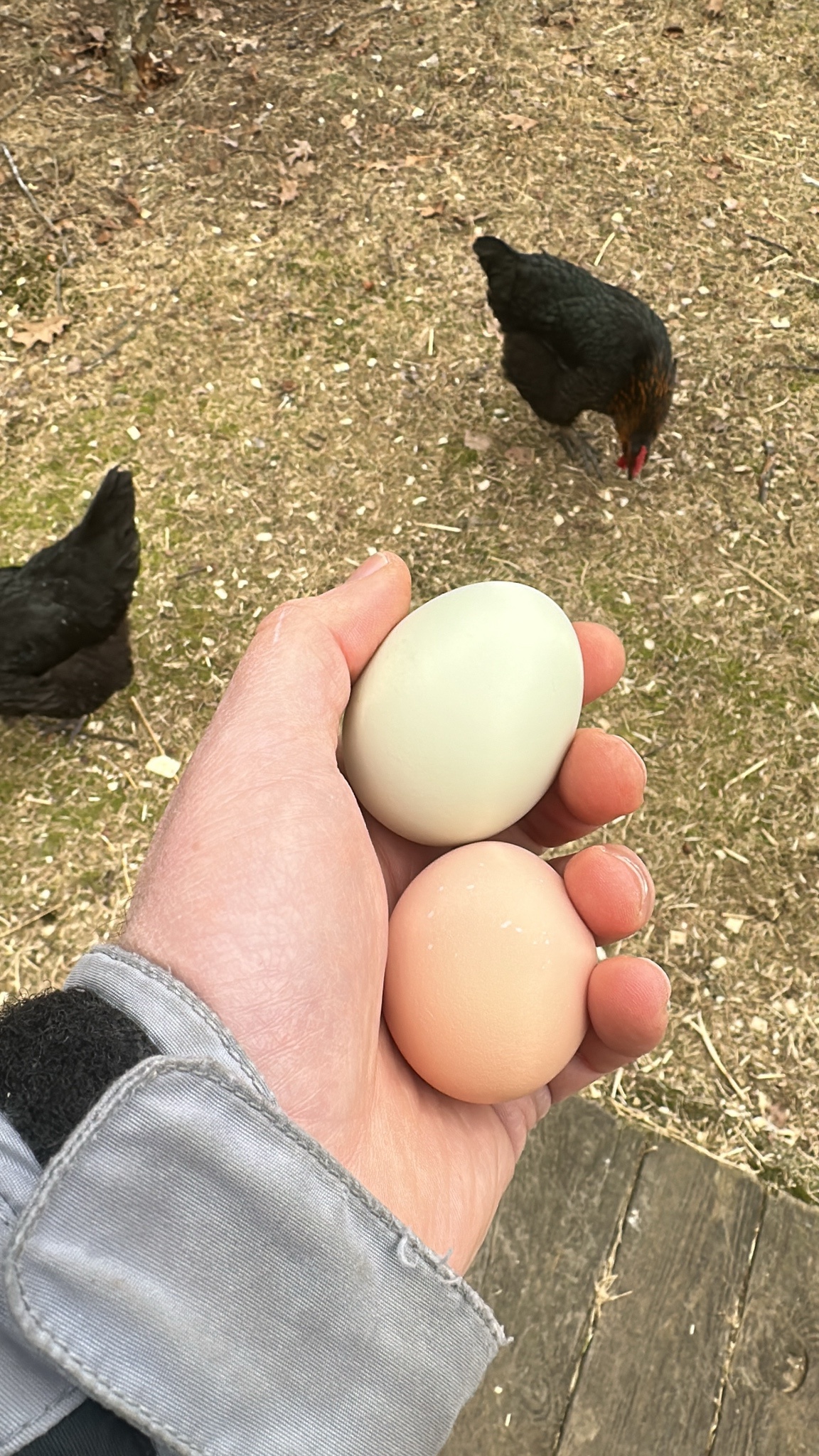 Celebrating Cake Day with Adorable Chickens!