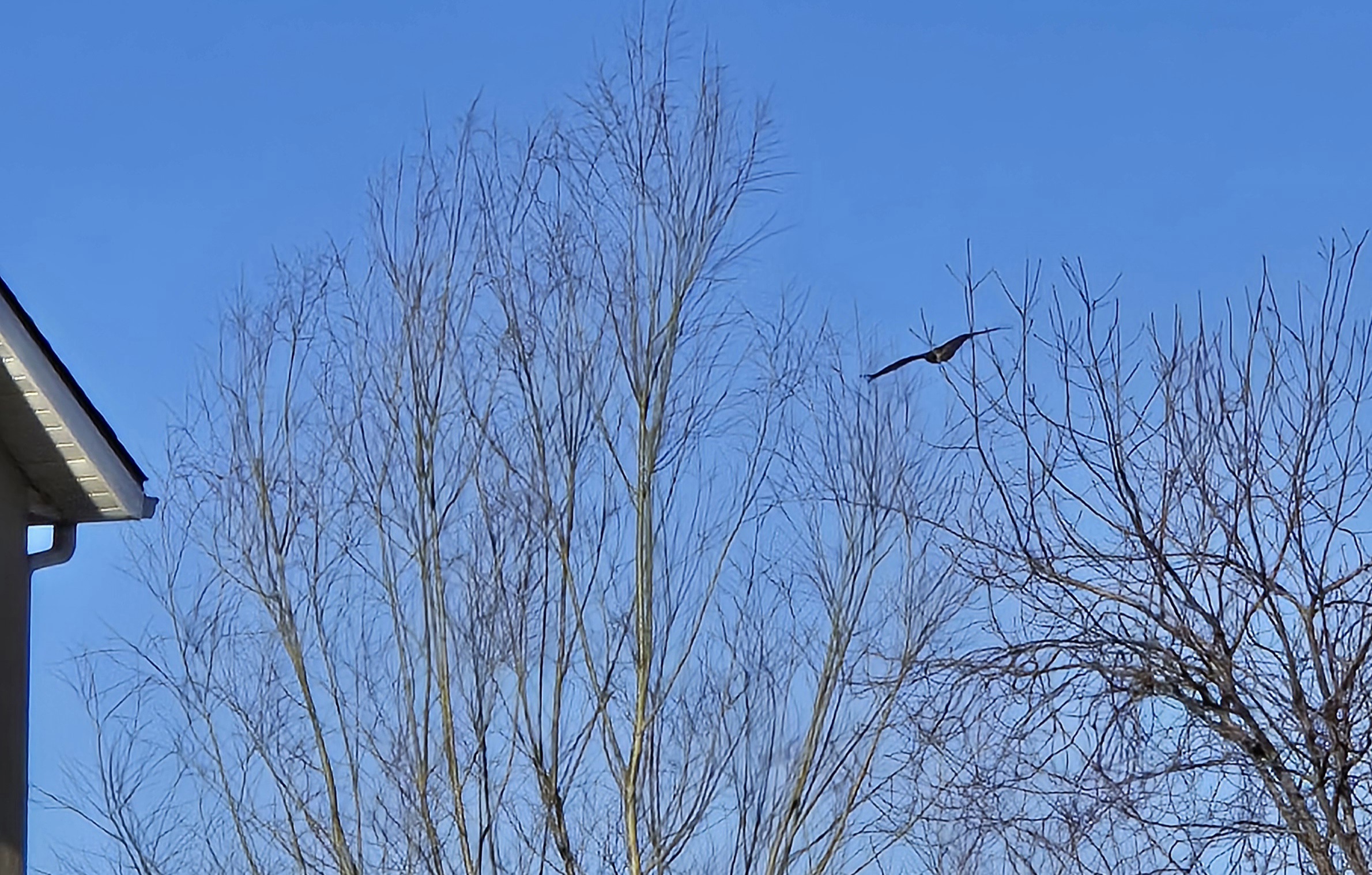 Just a Bird: The Simplicity of Nature