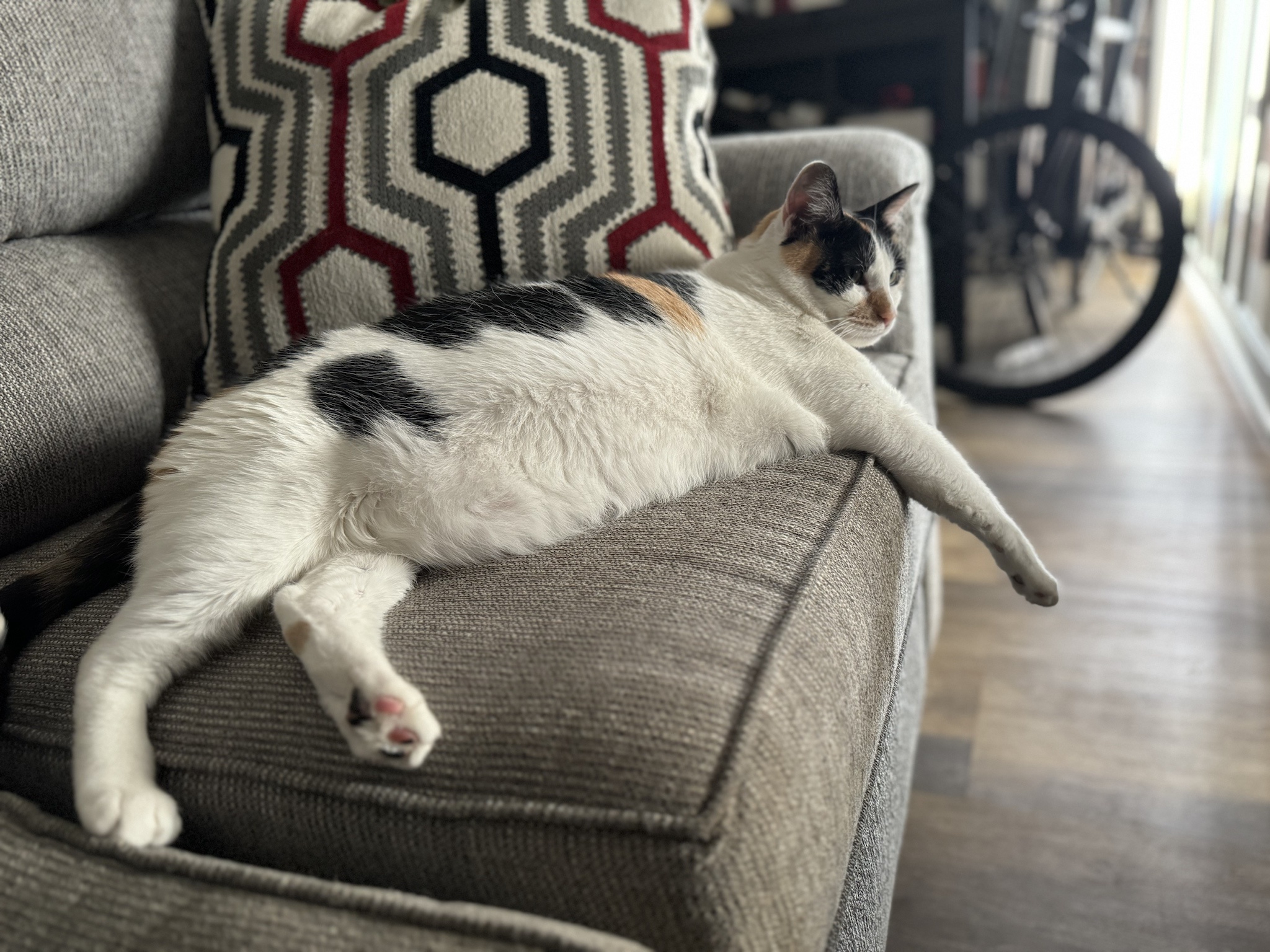 Celebrating Happy Cat Day with Daisy!