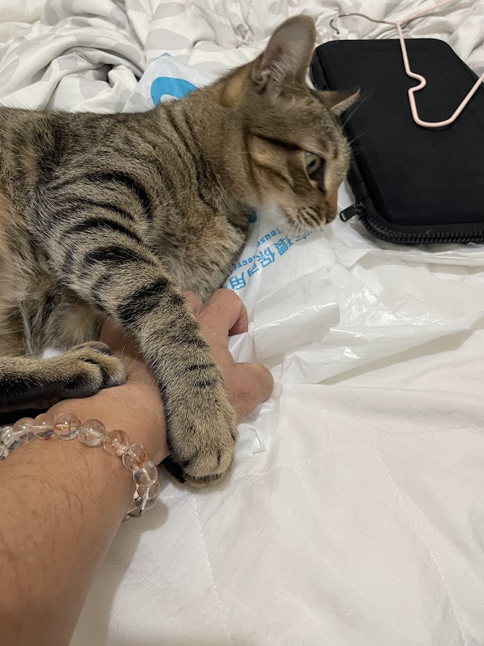 The adorable mischief of a curious cat