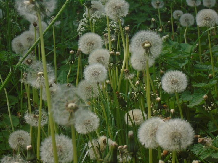 The Beauty of Dandelions in Bloom