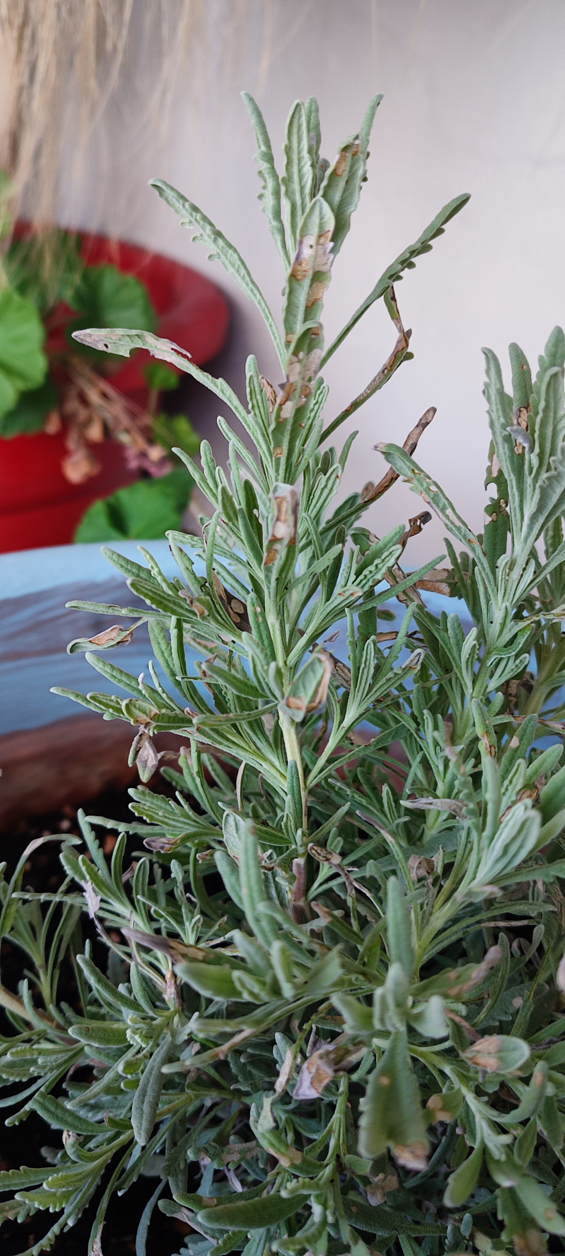Feeling Under the Weather with a Touch of Lavender