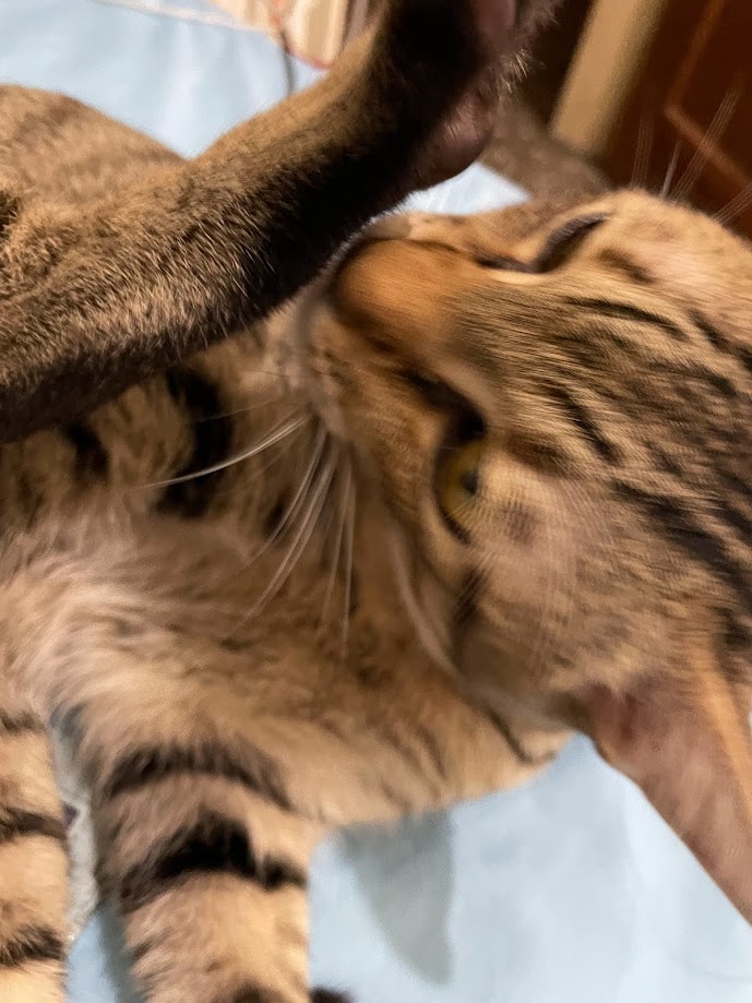 Just a cute cat moment