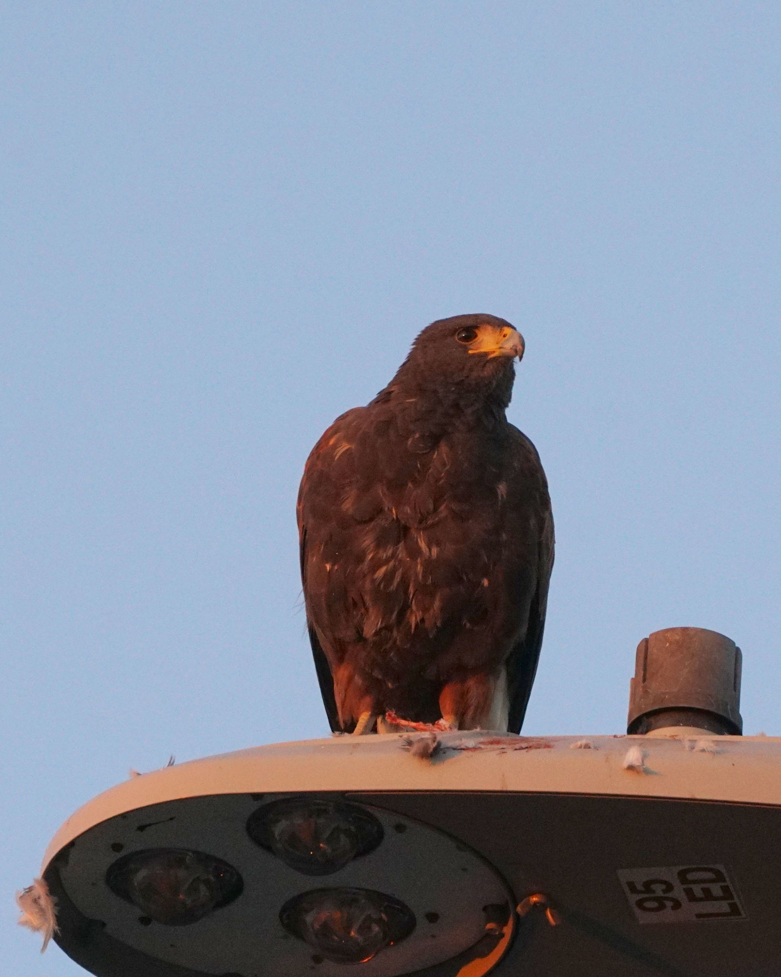 Breakfast Time with a Harris Hawk: A Majestic Morning!