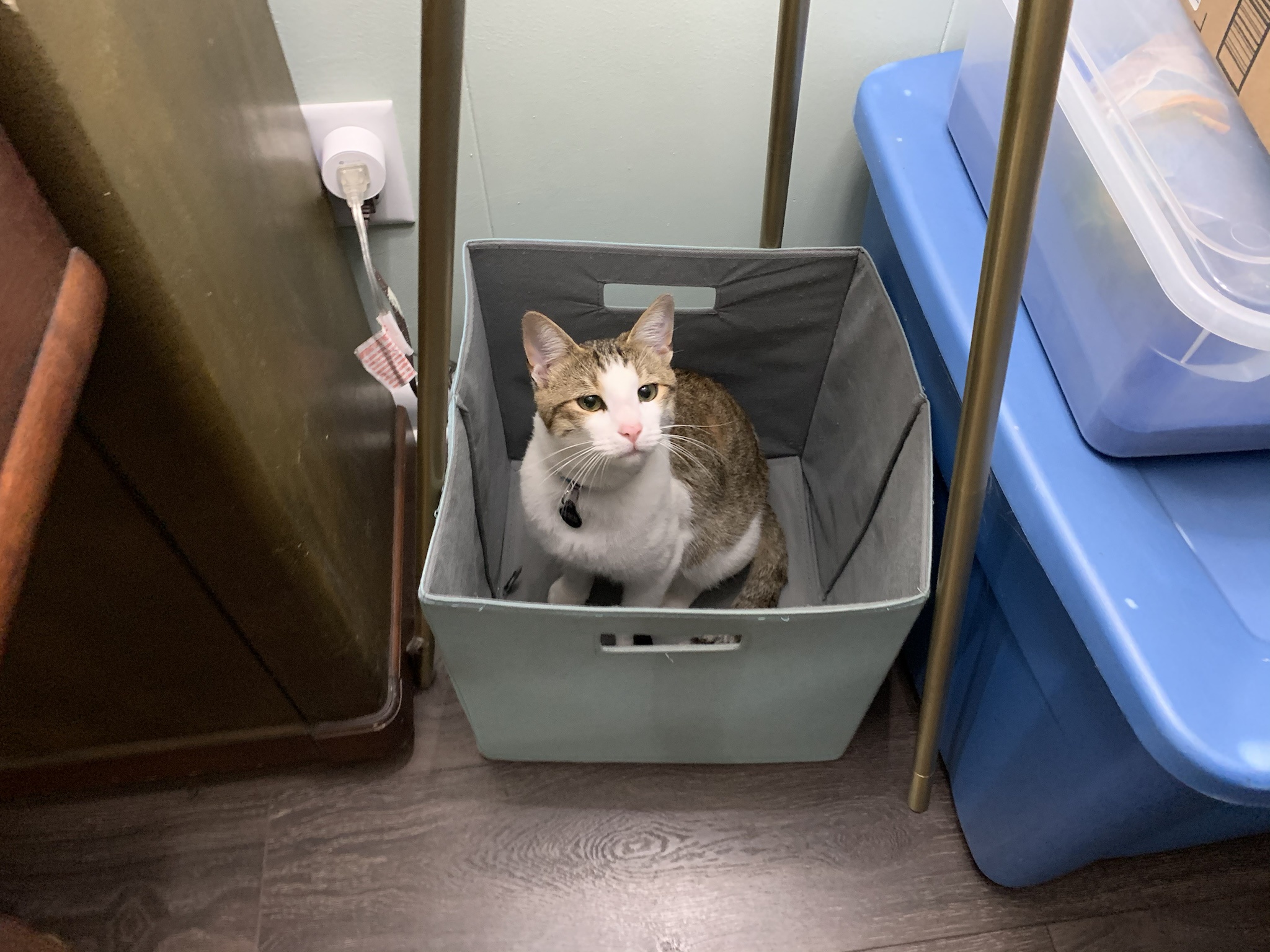 The Ever-Adorable Cat: A Timeless Favorite
