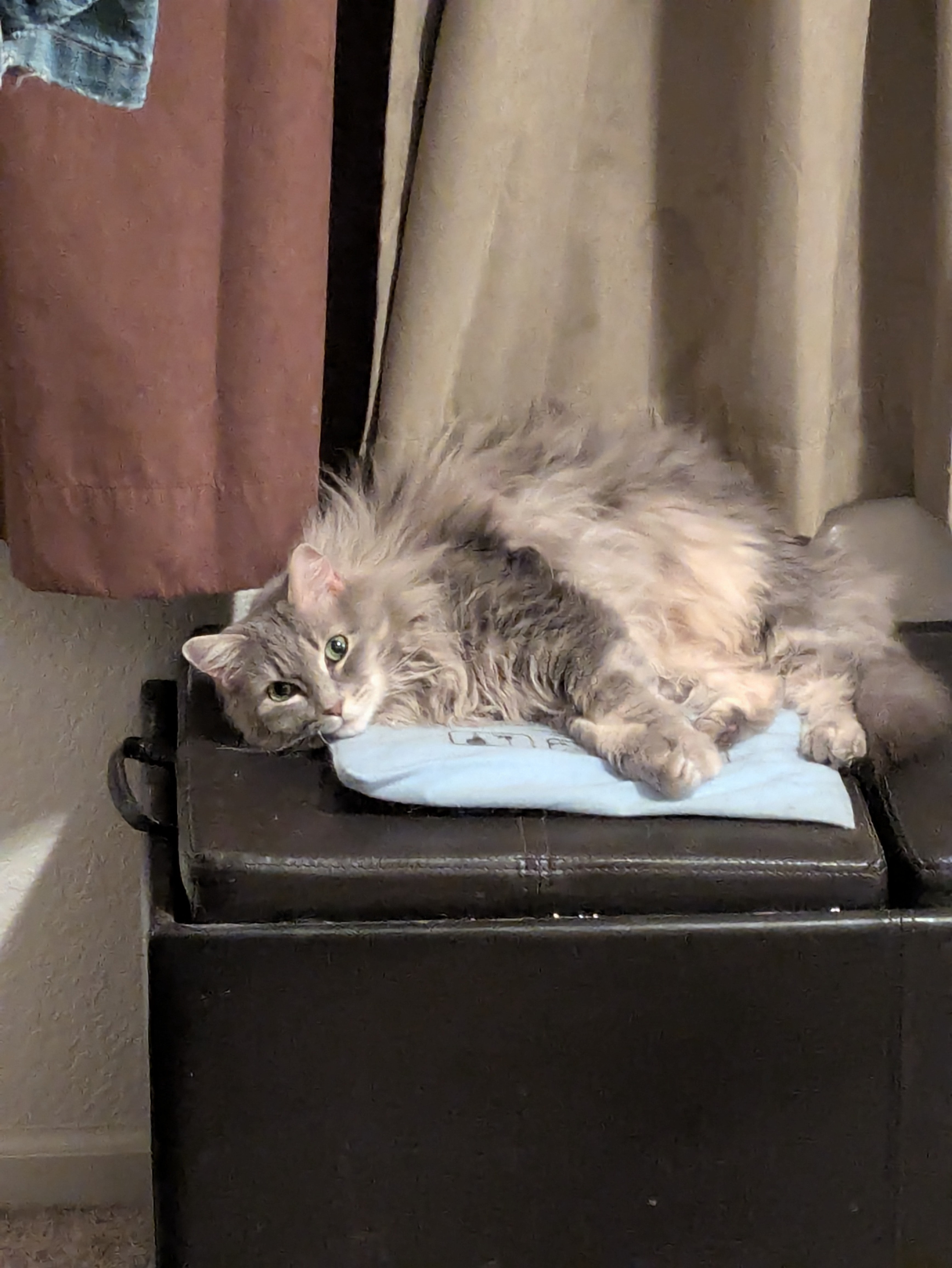 I Just Turned On the Heating Pad: Cozy Vibes Ahead