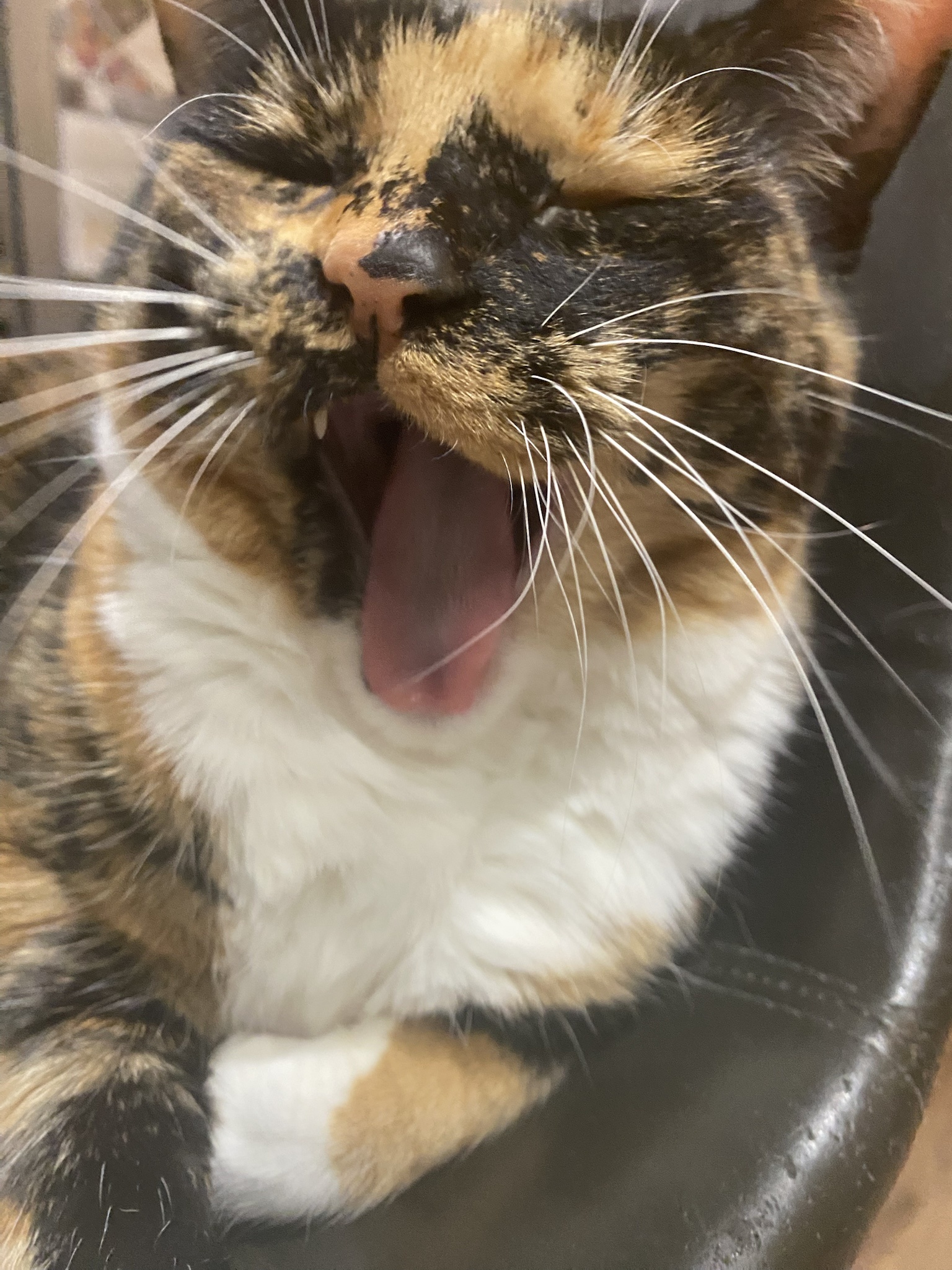 Crumble’s daily dose of cuteness
