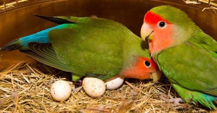 The Charming Lovebird: A Symbol of Affection