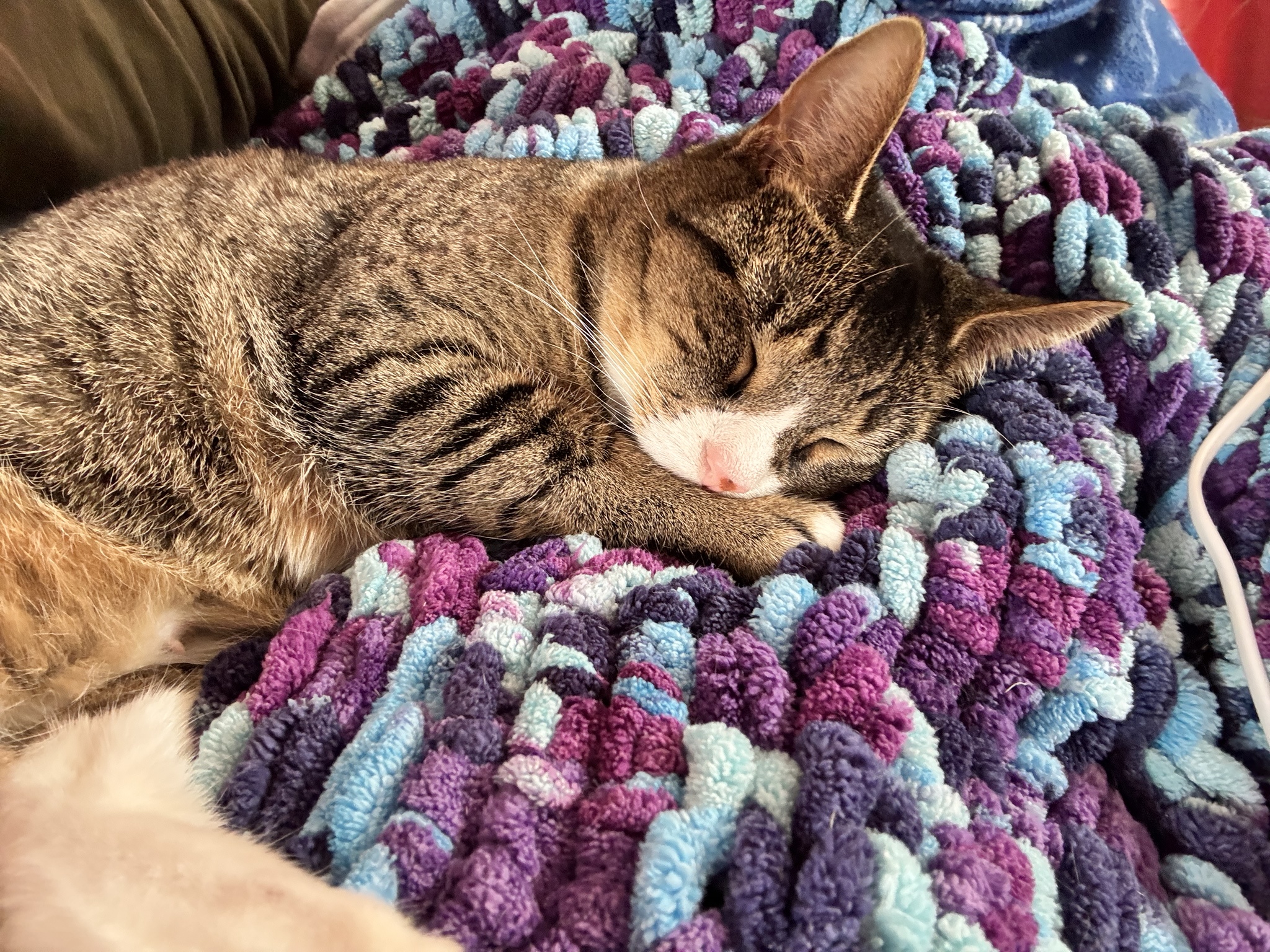 Watching Sleeping Kittens is Always a Joy