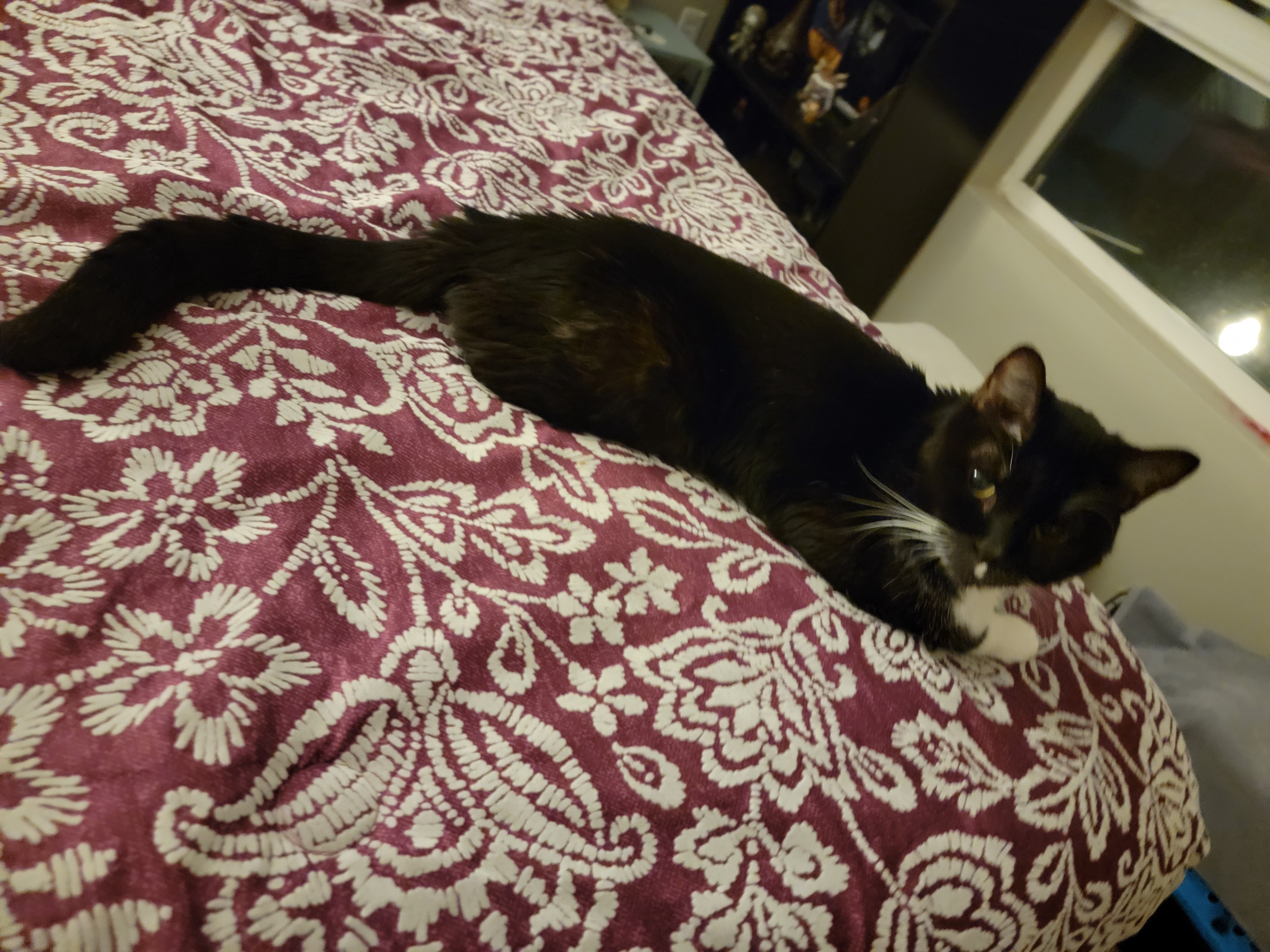 Daily Dose of Cuteness: Cat Edition #1284